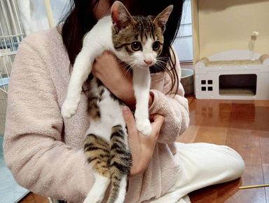 雑種（ミックス猫）・メスの里親募集の写真