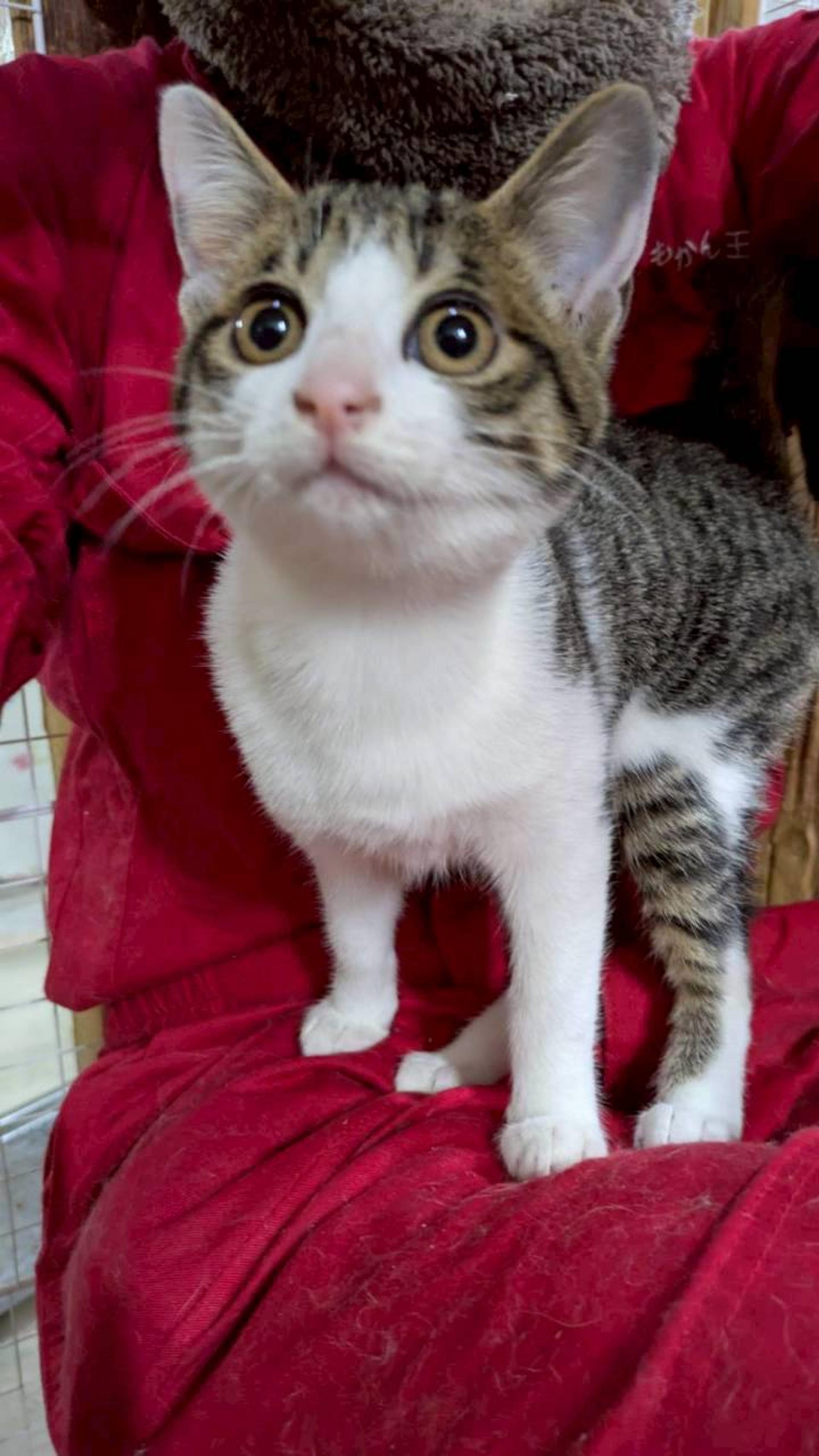 pet-image-3