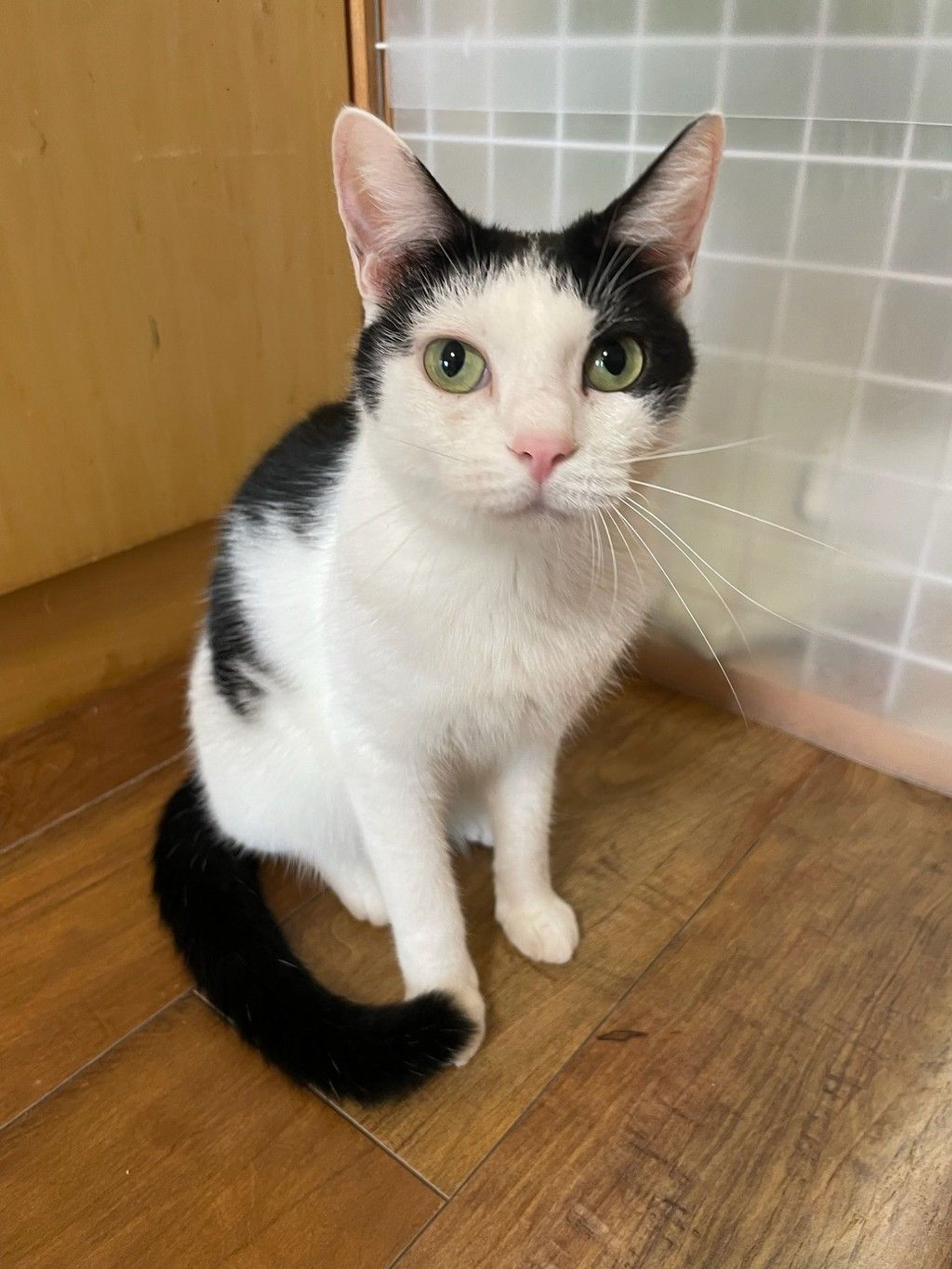雑種（ミックス猫）・メスの里親募集の写真
