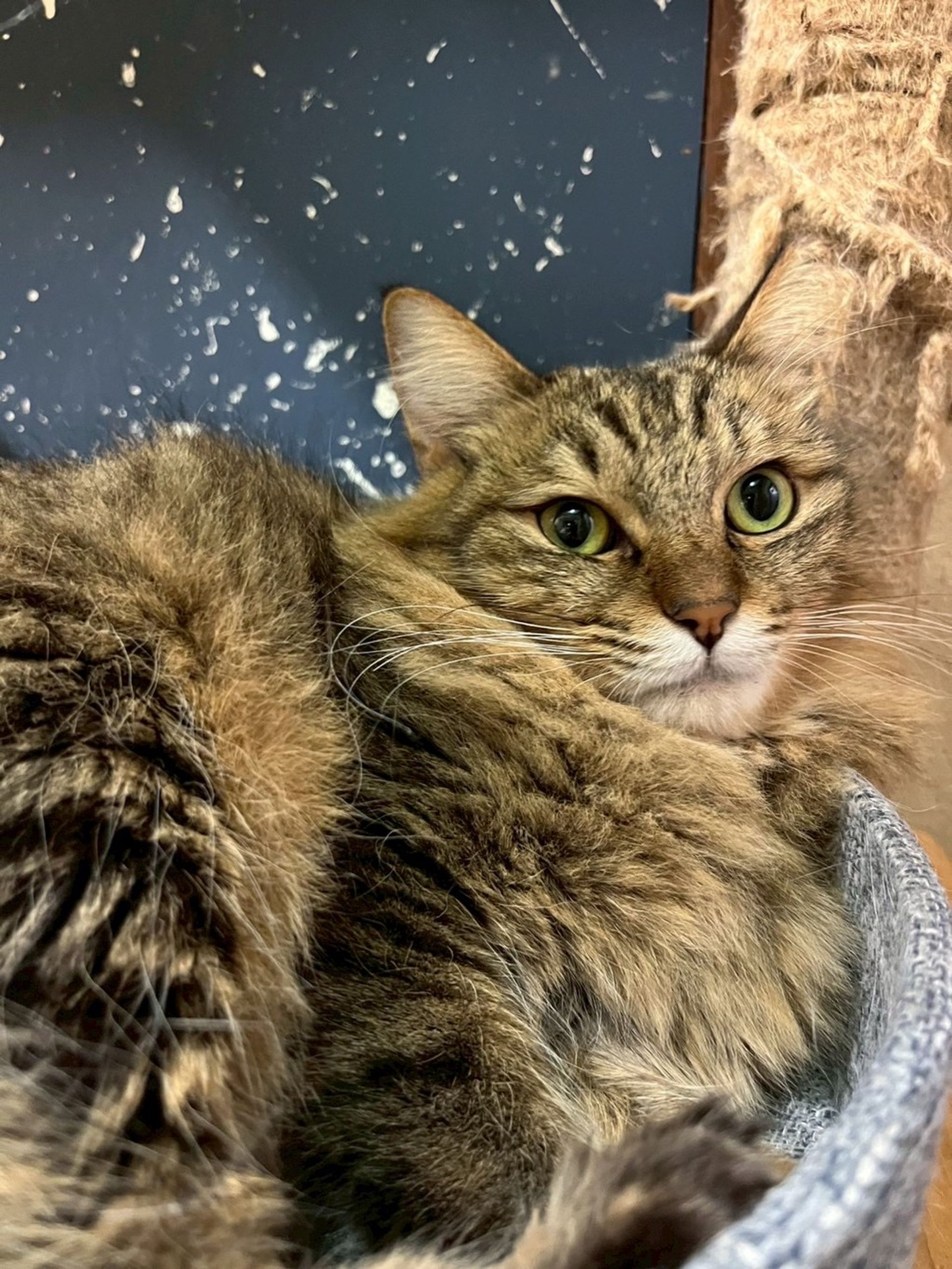 雑種（ミックス猫）・メスの里親募集の写真