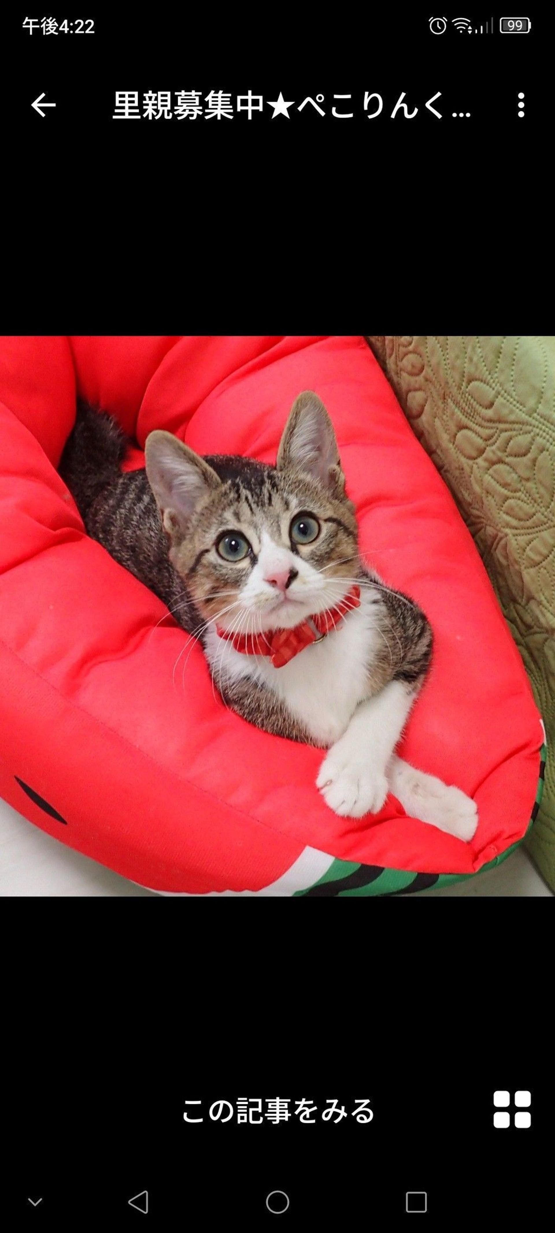 雑種（ミックス猫）・オスの里親募集の写真