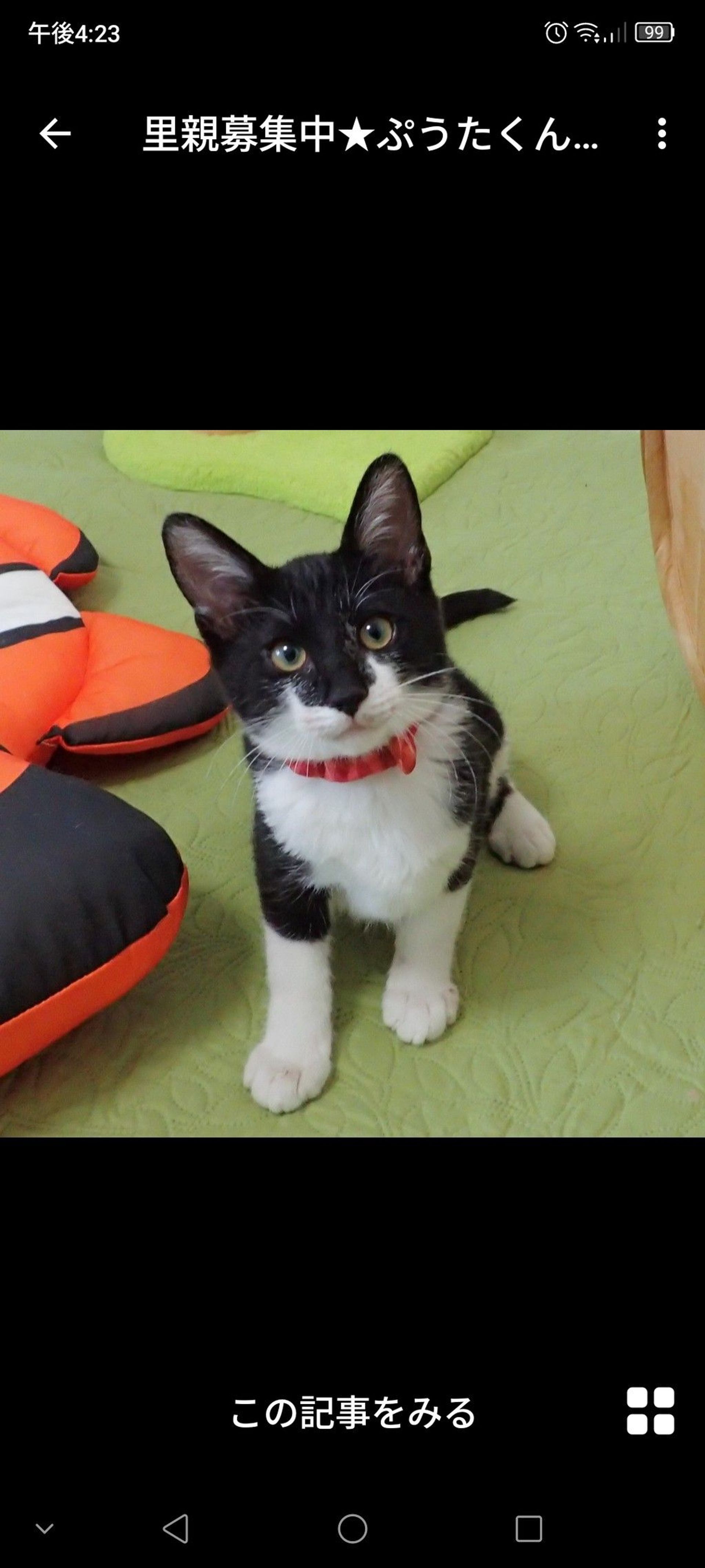 雑種（ミックス猫）・オスの里親募集の写真