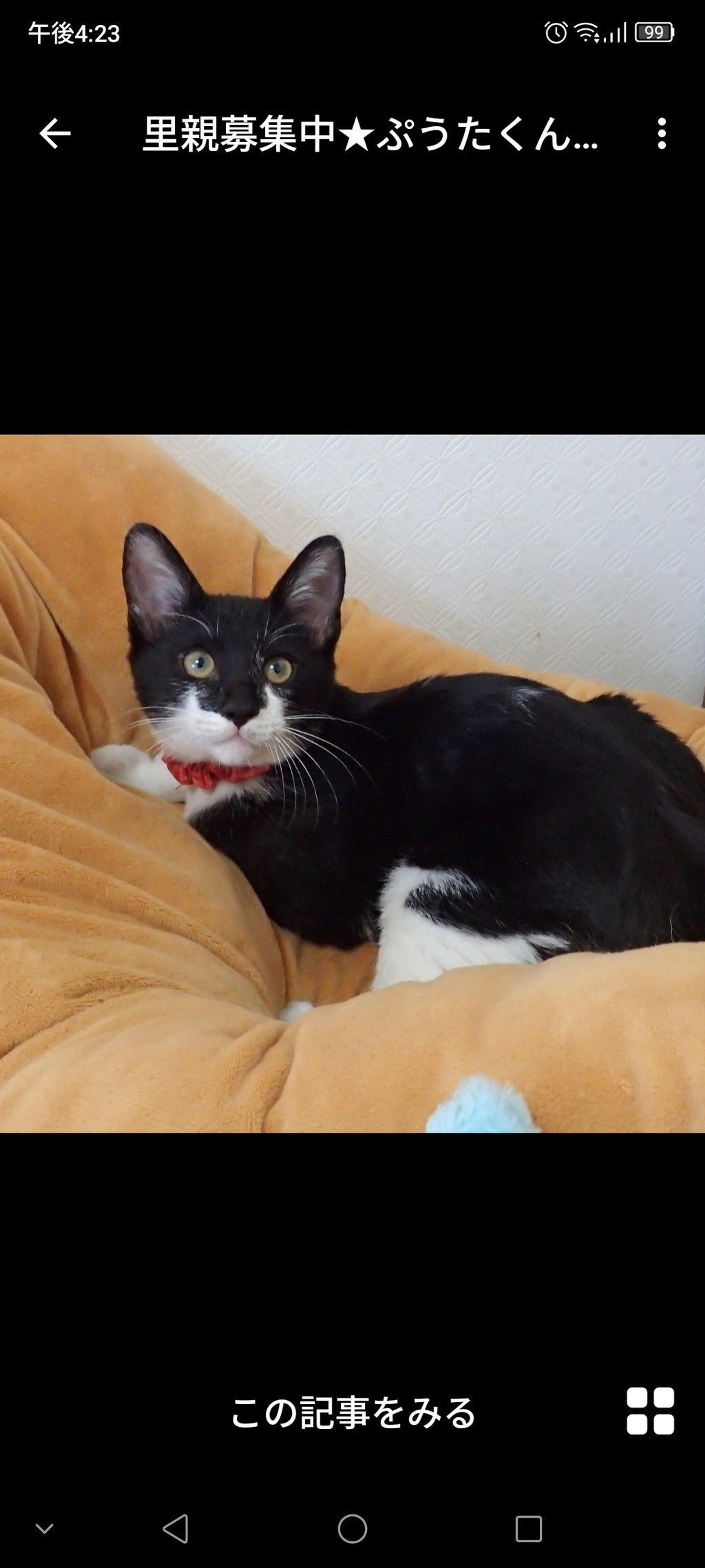 pet-image-3