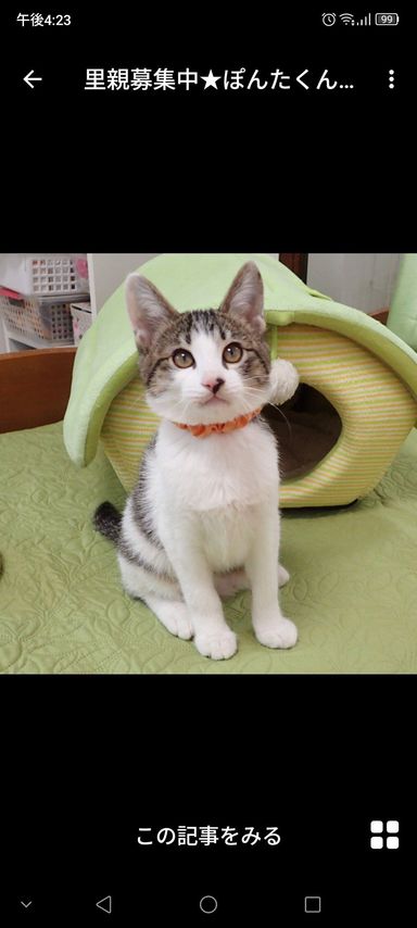 雑種（ミックス猫）・オスの里親募集の写真