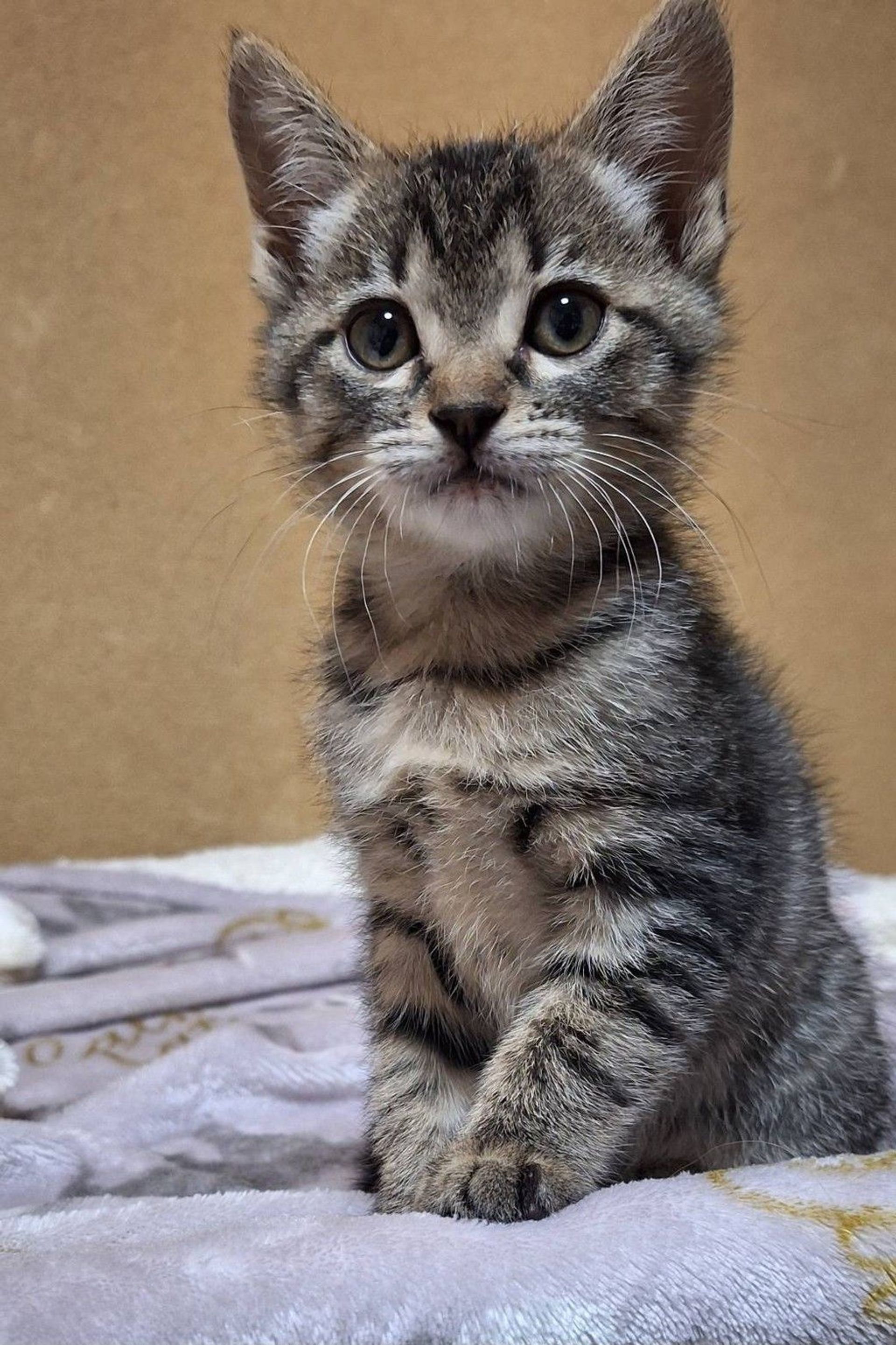雑種（ミックス猫）・メスの里親募集の写真