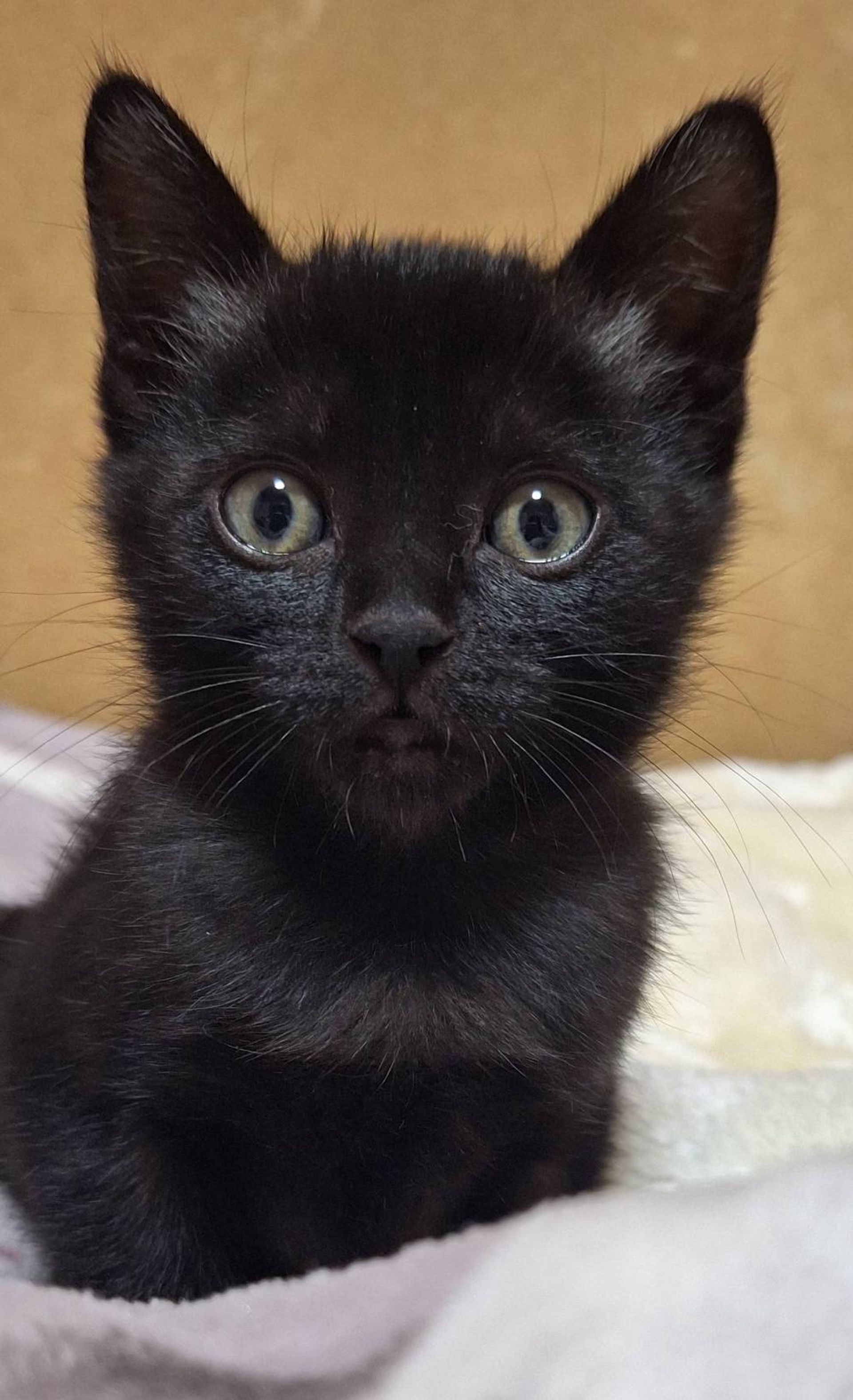 雑種（ミックス猫）・メスの里親募集の写真