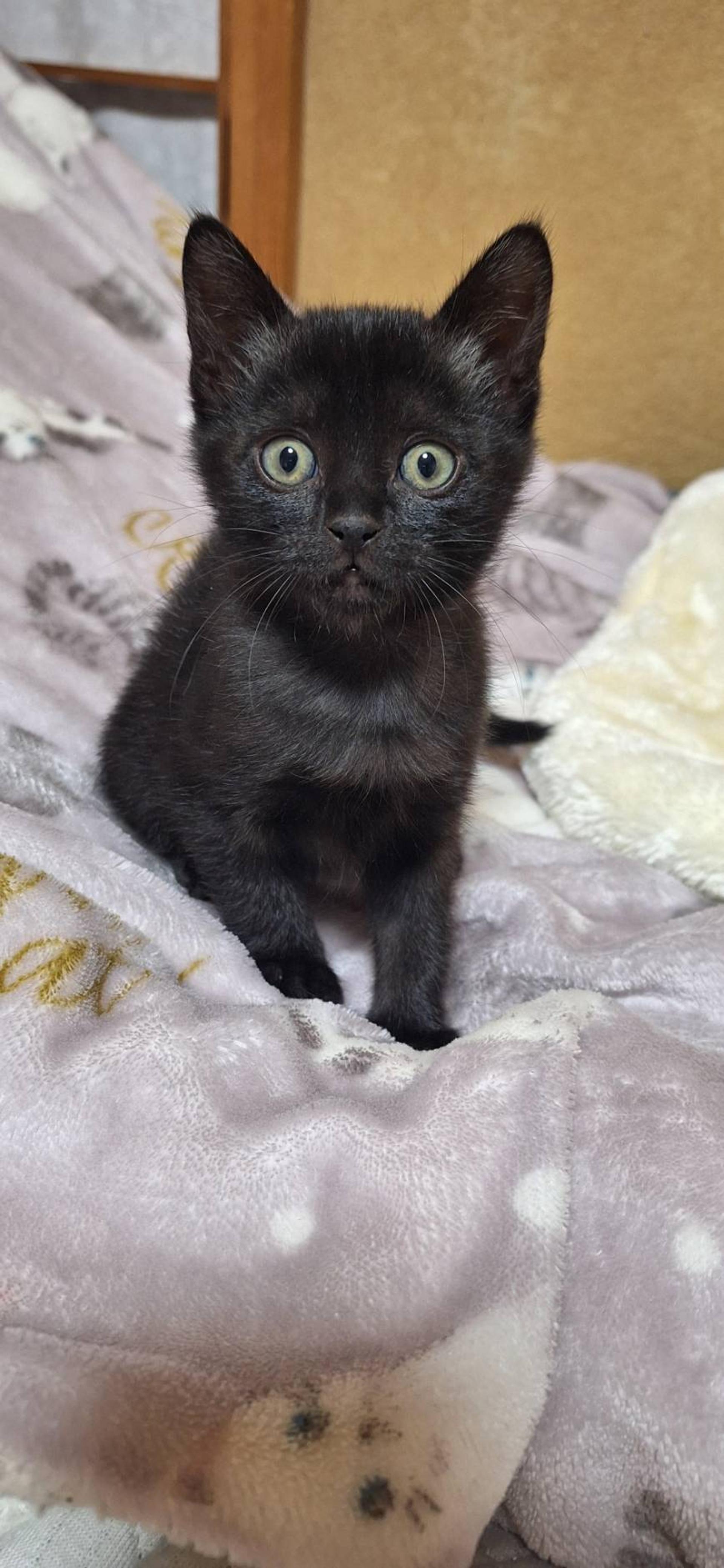 pet-image-3