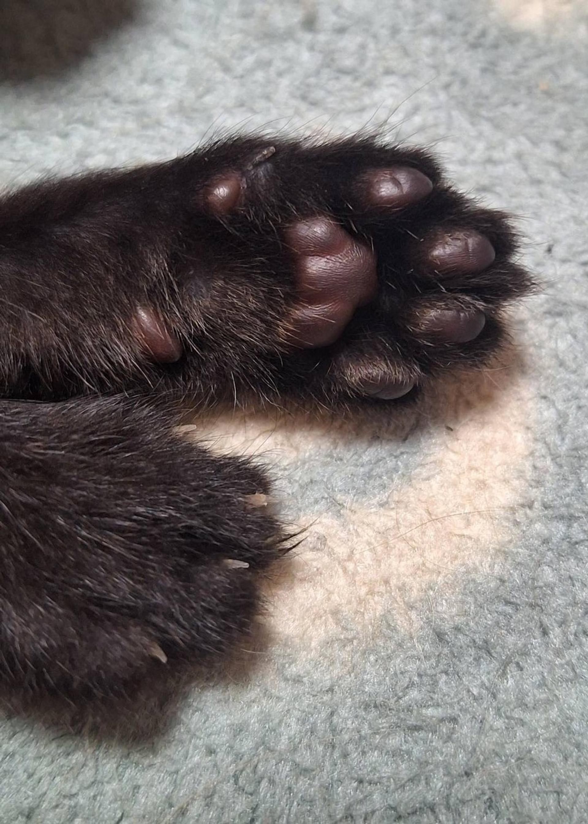 pet-image-4