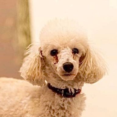 トイプードル・メスの里親募集の写真