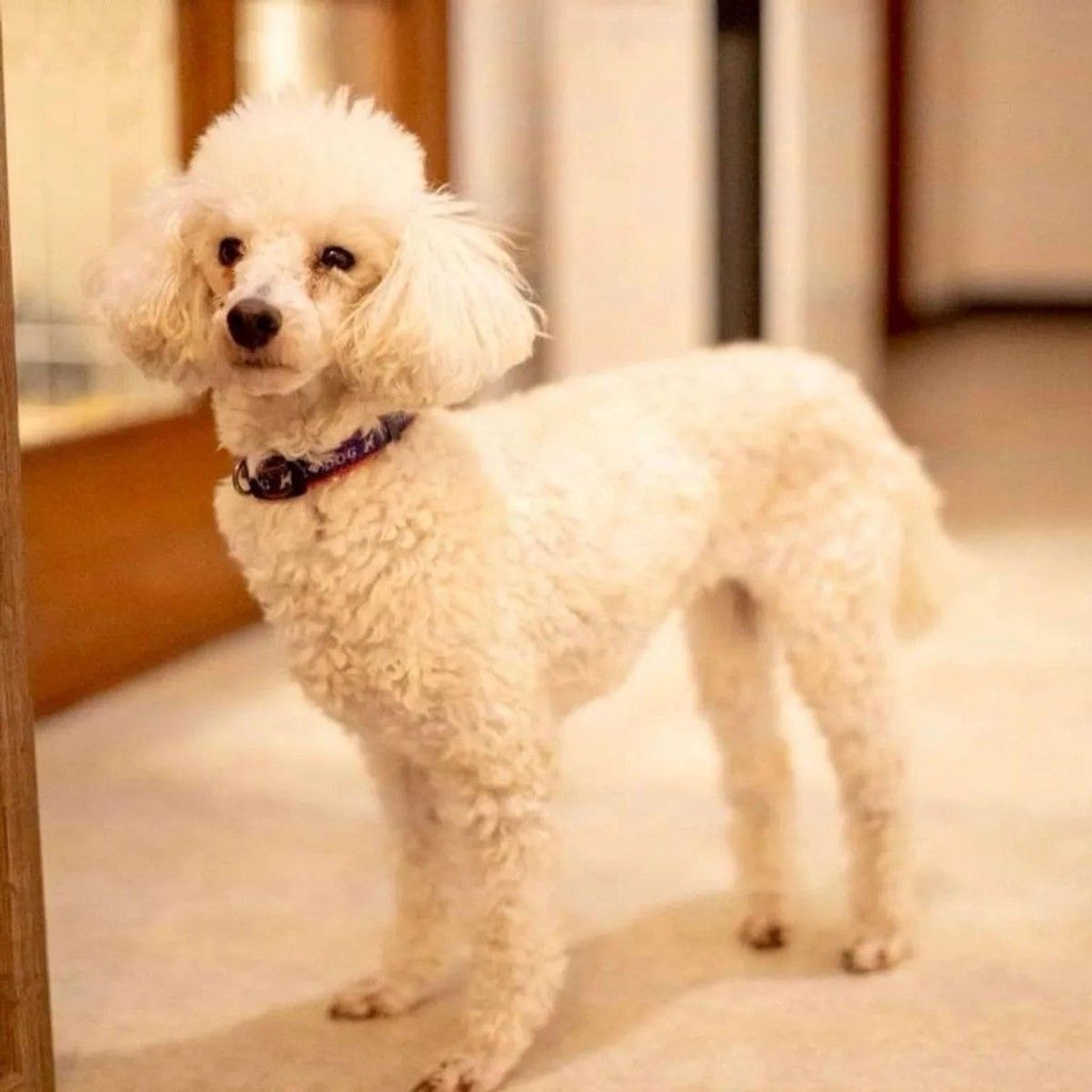 pet-image-4