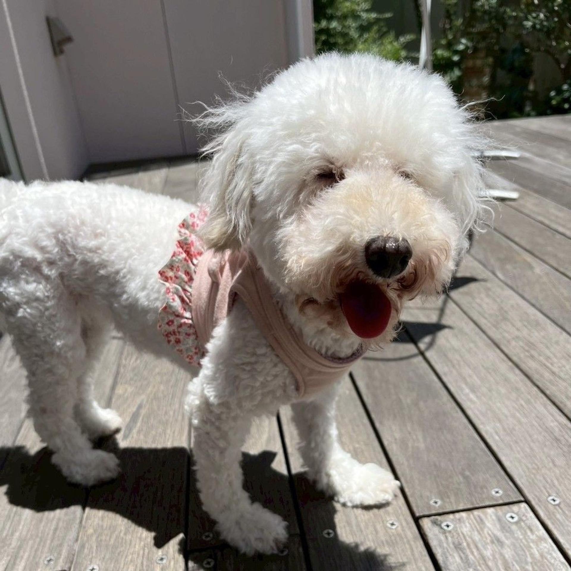 pet-image-5