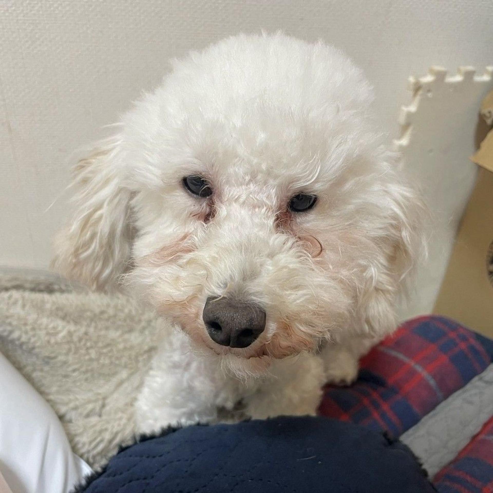 pet-image-8