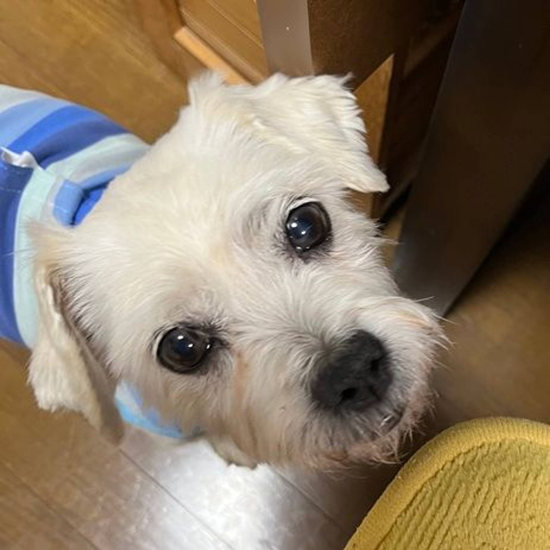 雑種（ミックス犬）・オスの里親募集の写真