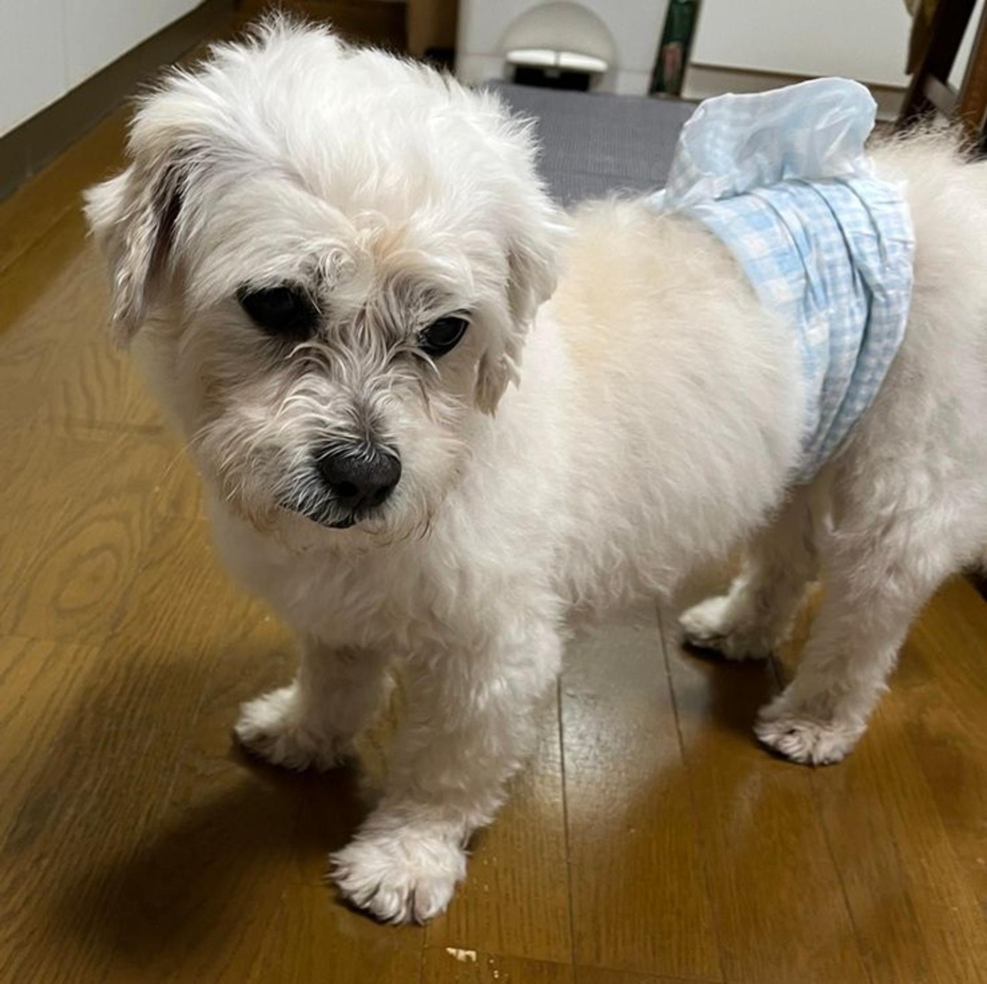 pet-image-2