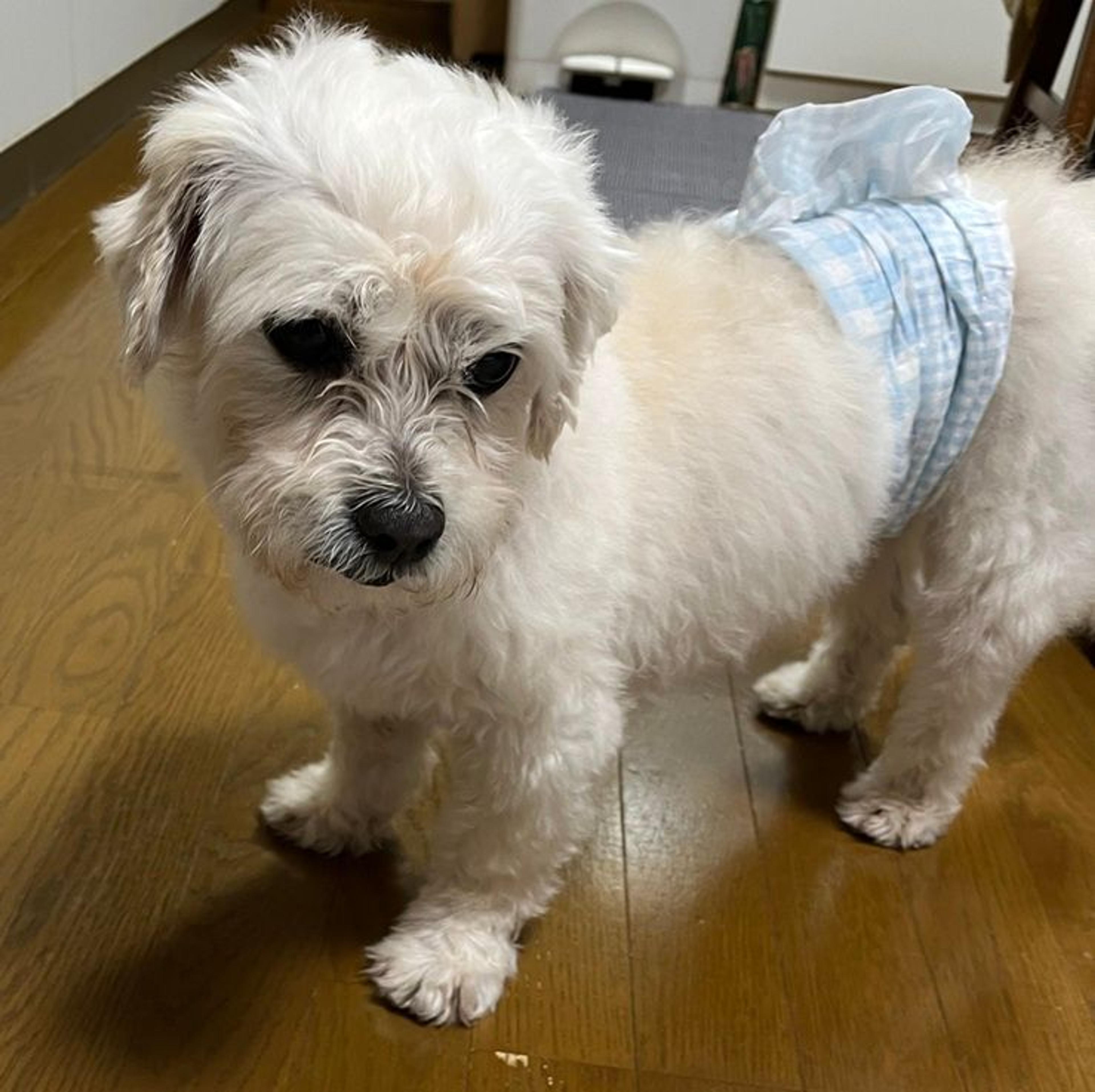 pet-image-2