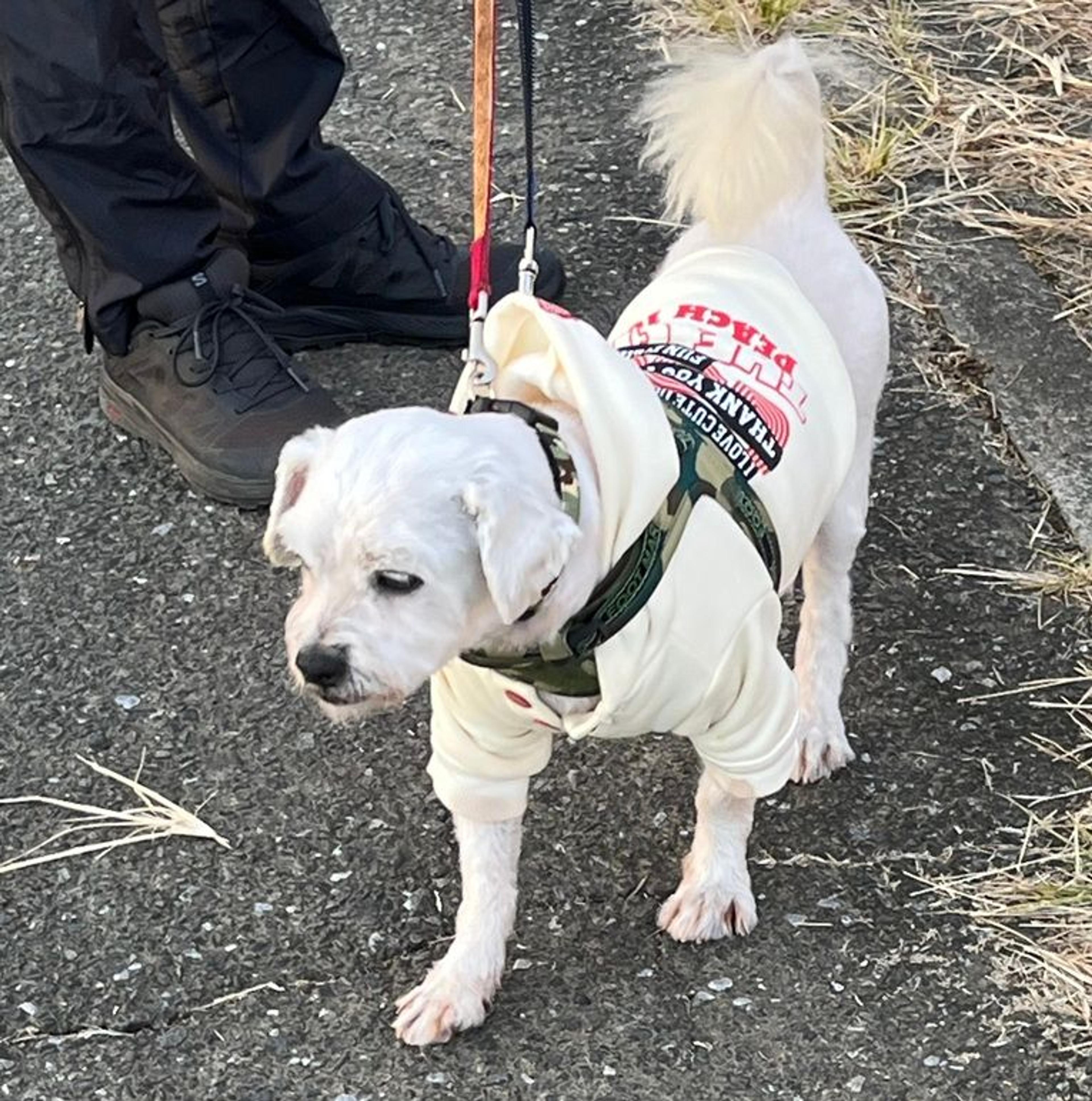 pet-image-3