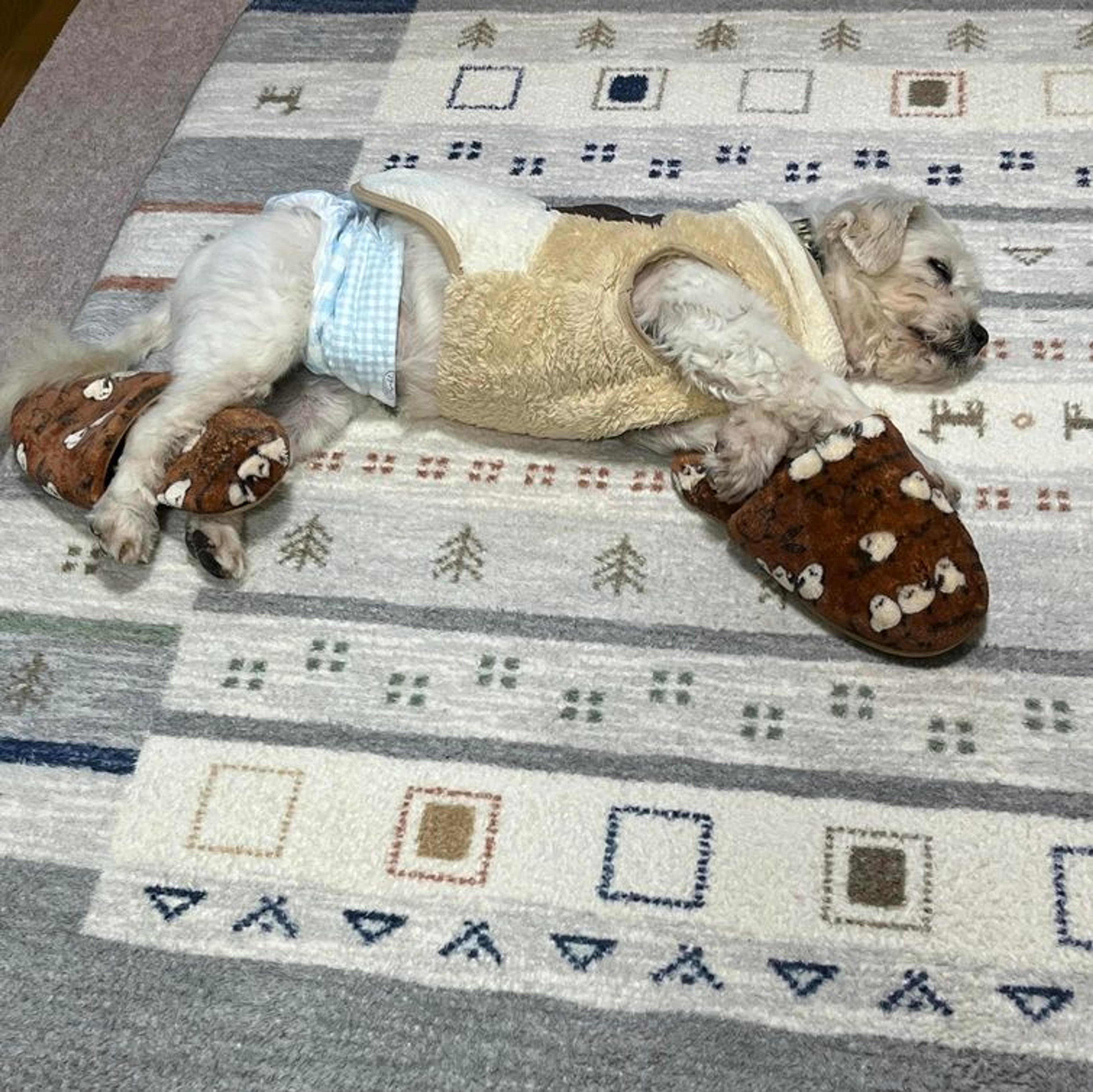 pet-image-4