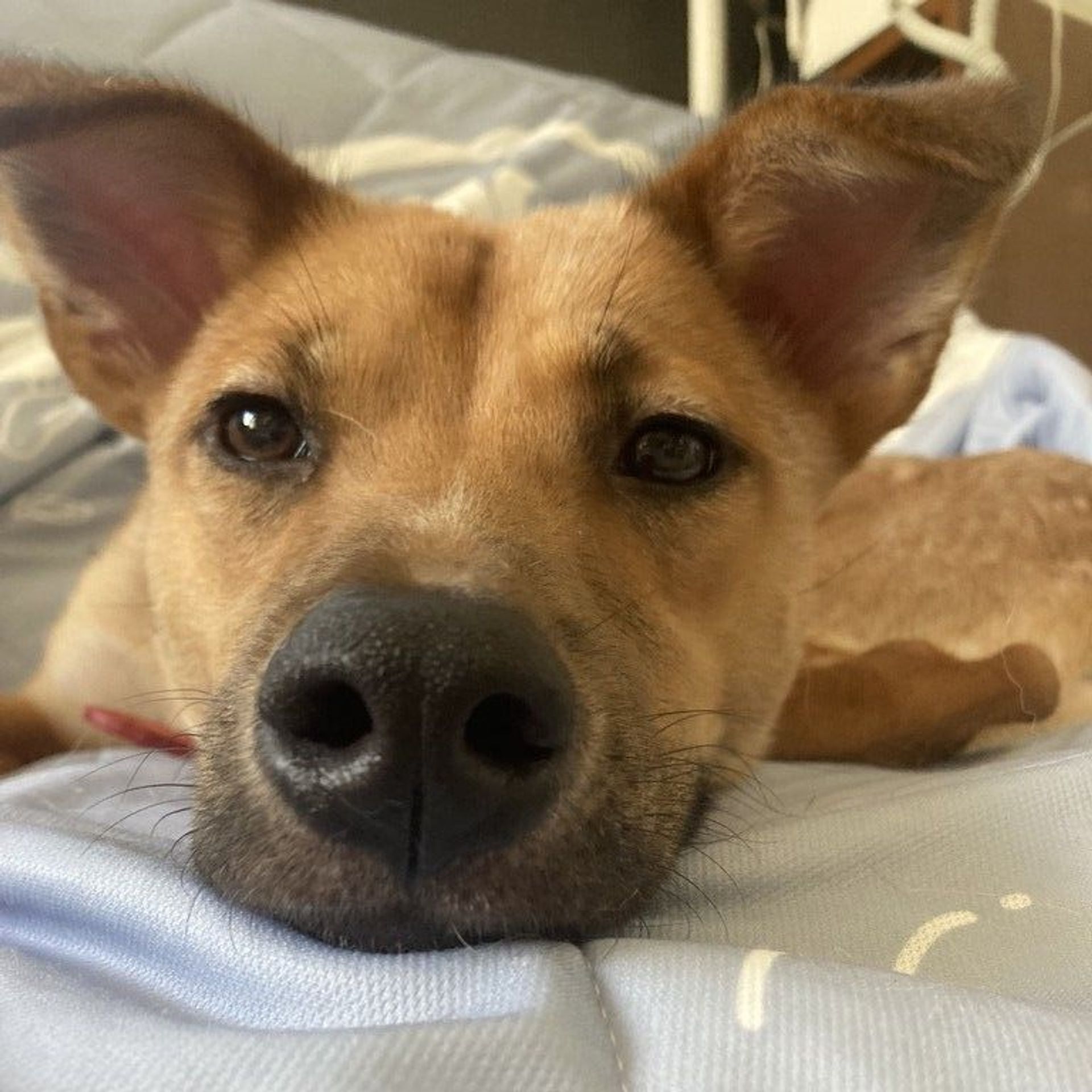 雑種（ミックス犬）・オスの里親募集の写真