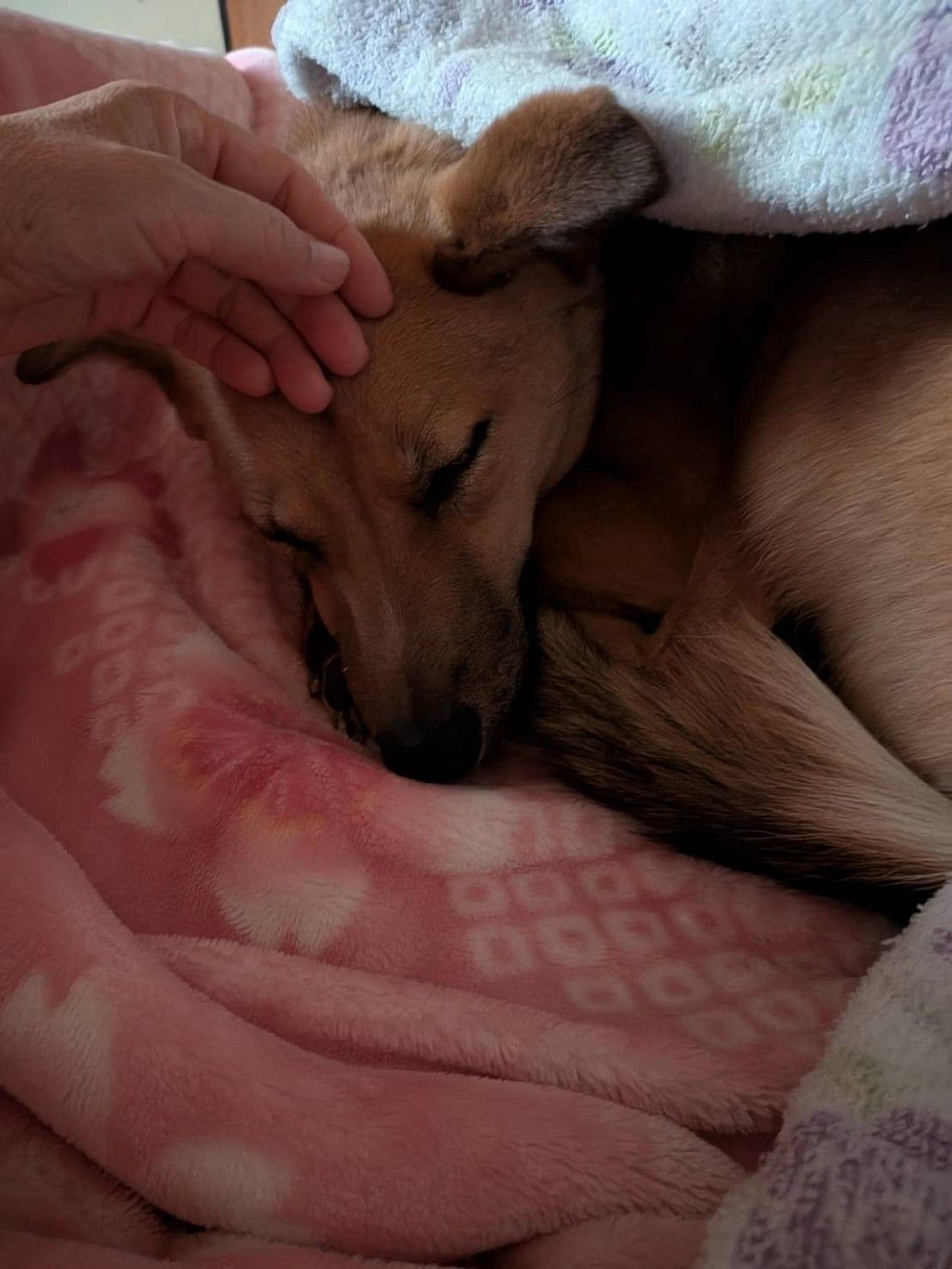 pet-image-3