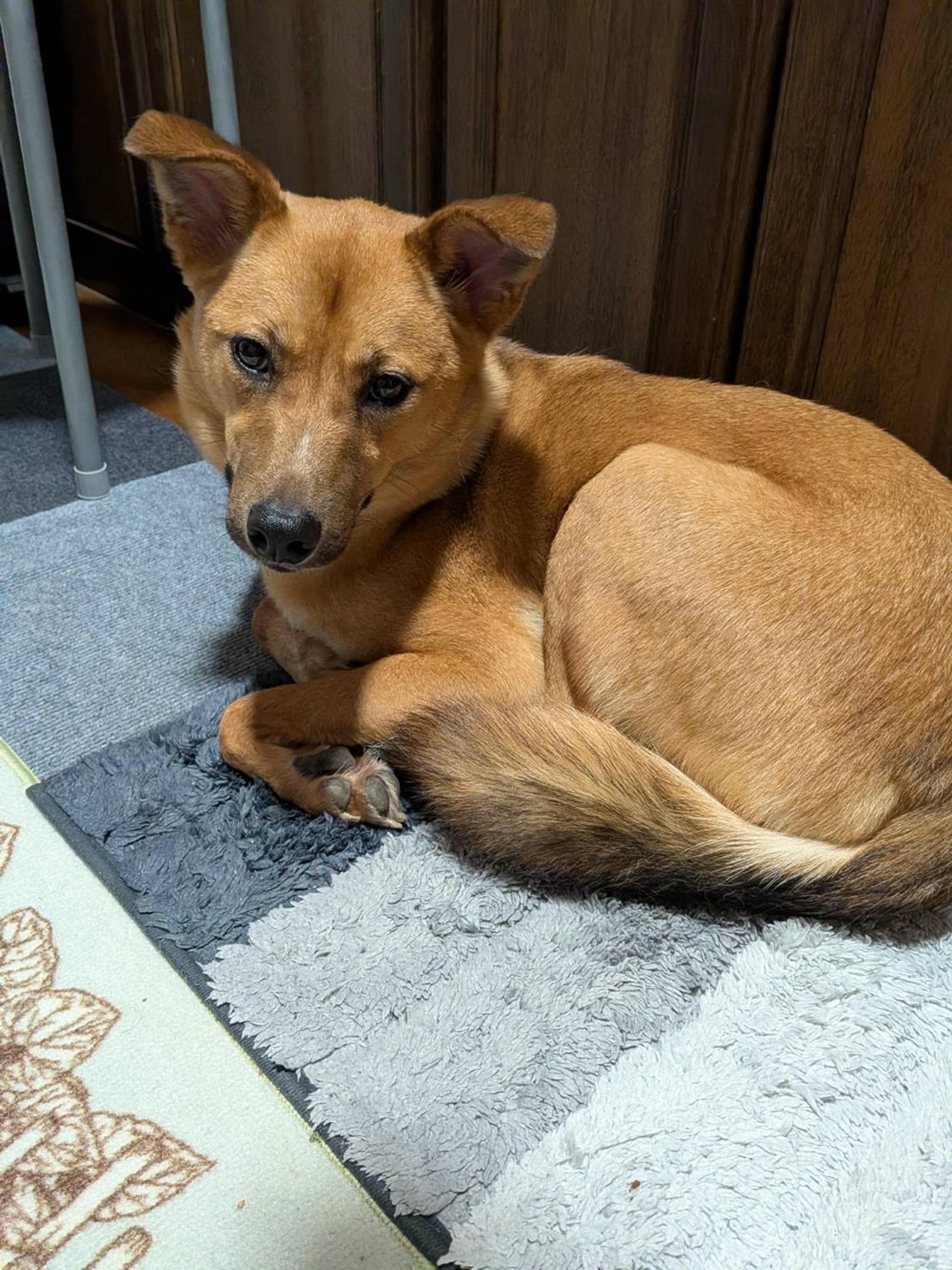 pet-image-5