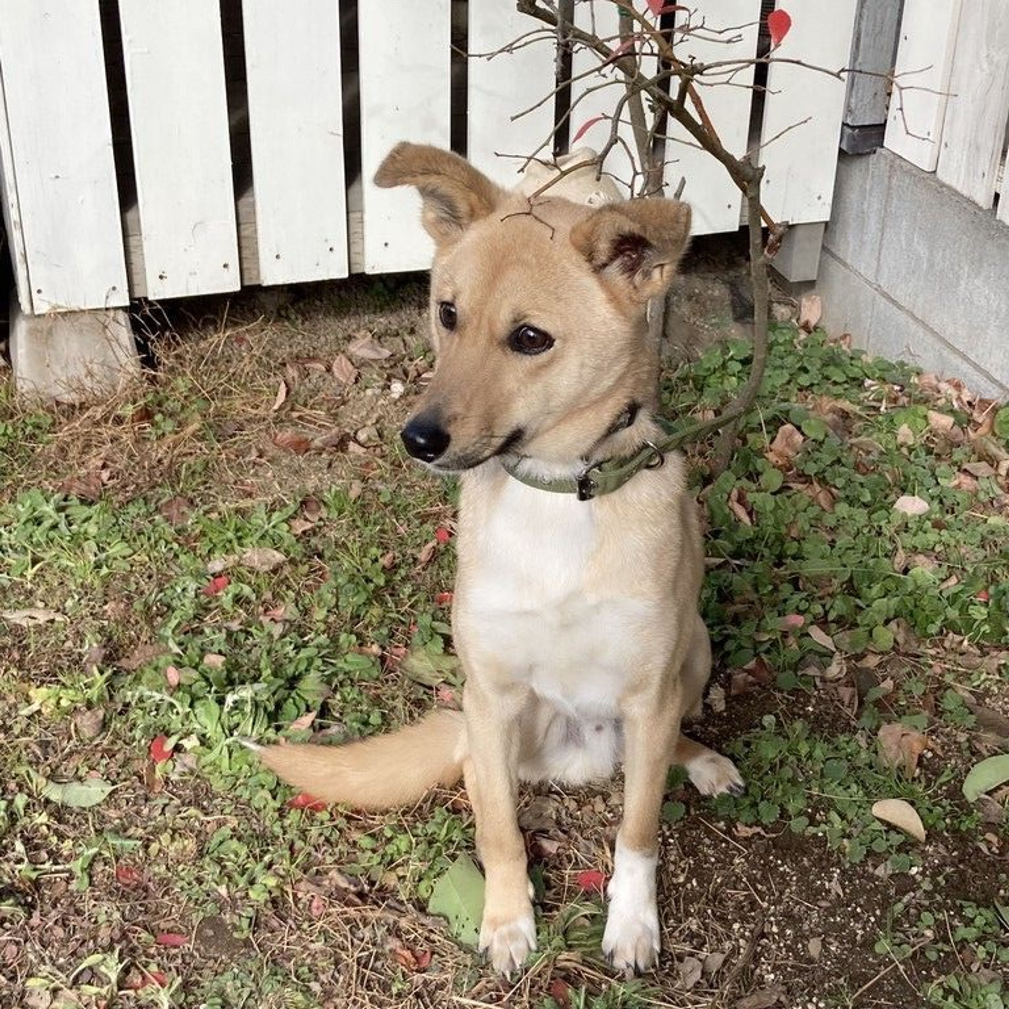雑種（ミックス犬）・オスの里親募集の写真