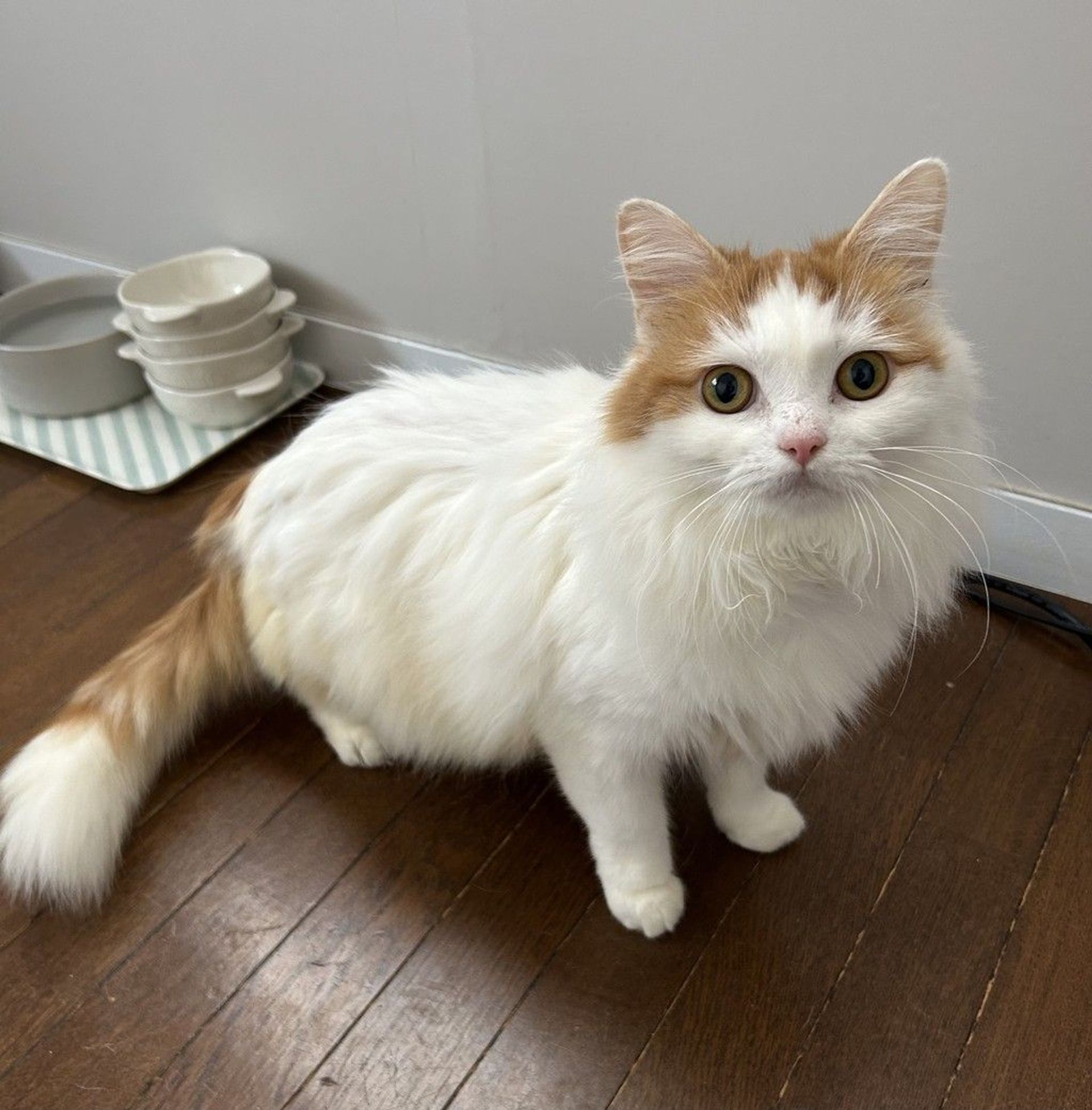 雑種（ミックス猫）・メスの里親募集の写真