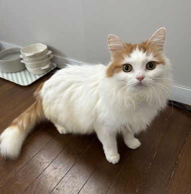 フワフワ長毛のナオちゃん【女の子】