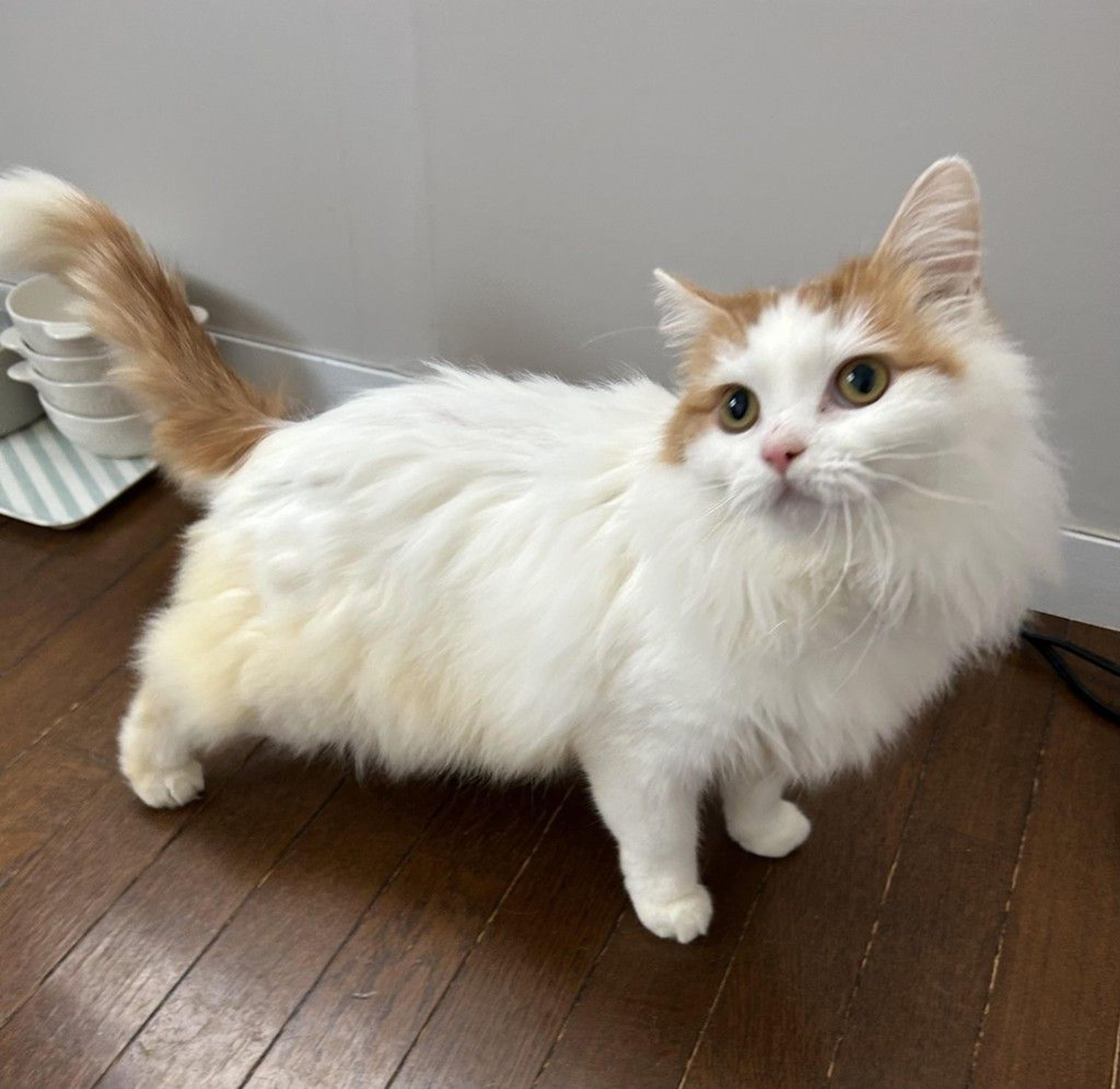 pet-image-2