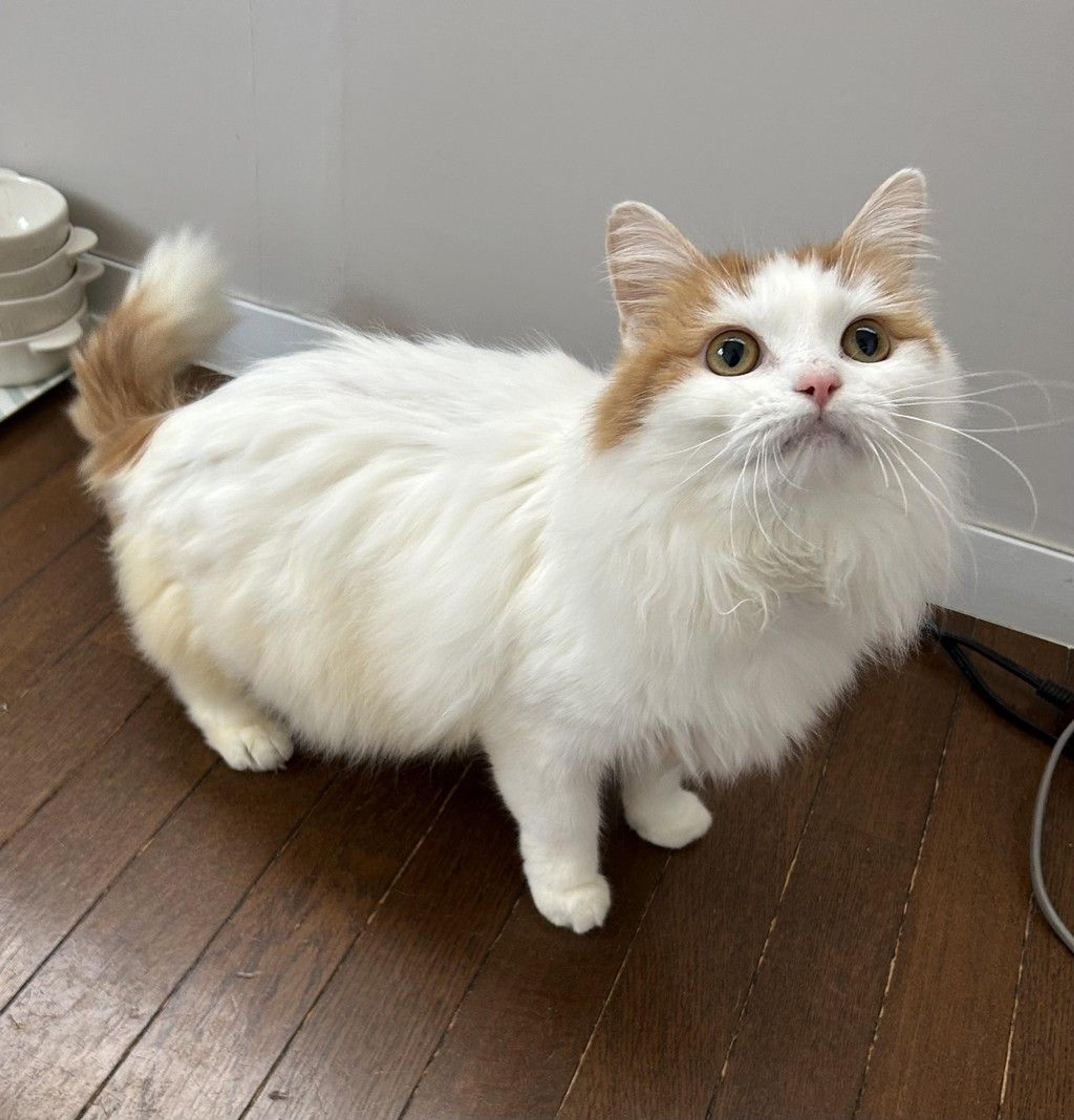 pet-image-3