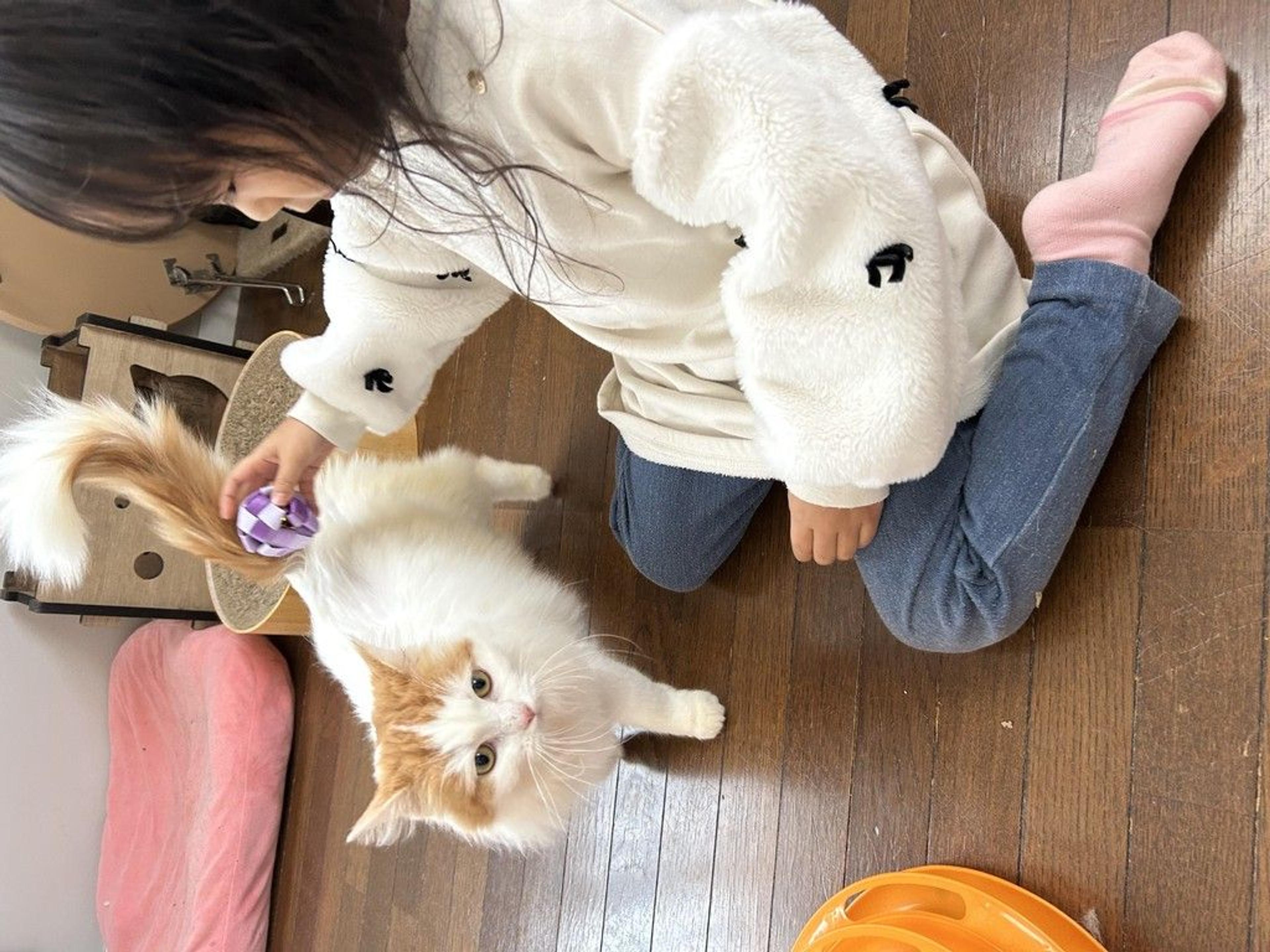 pet-image-4