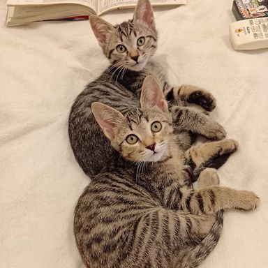 ミッキー＆ミニー