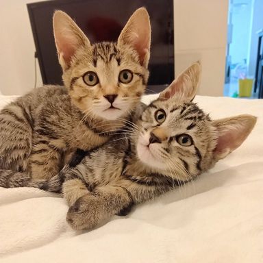 雑種（ミックス猫）・メスの里親募集の写真