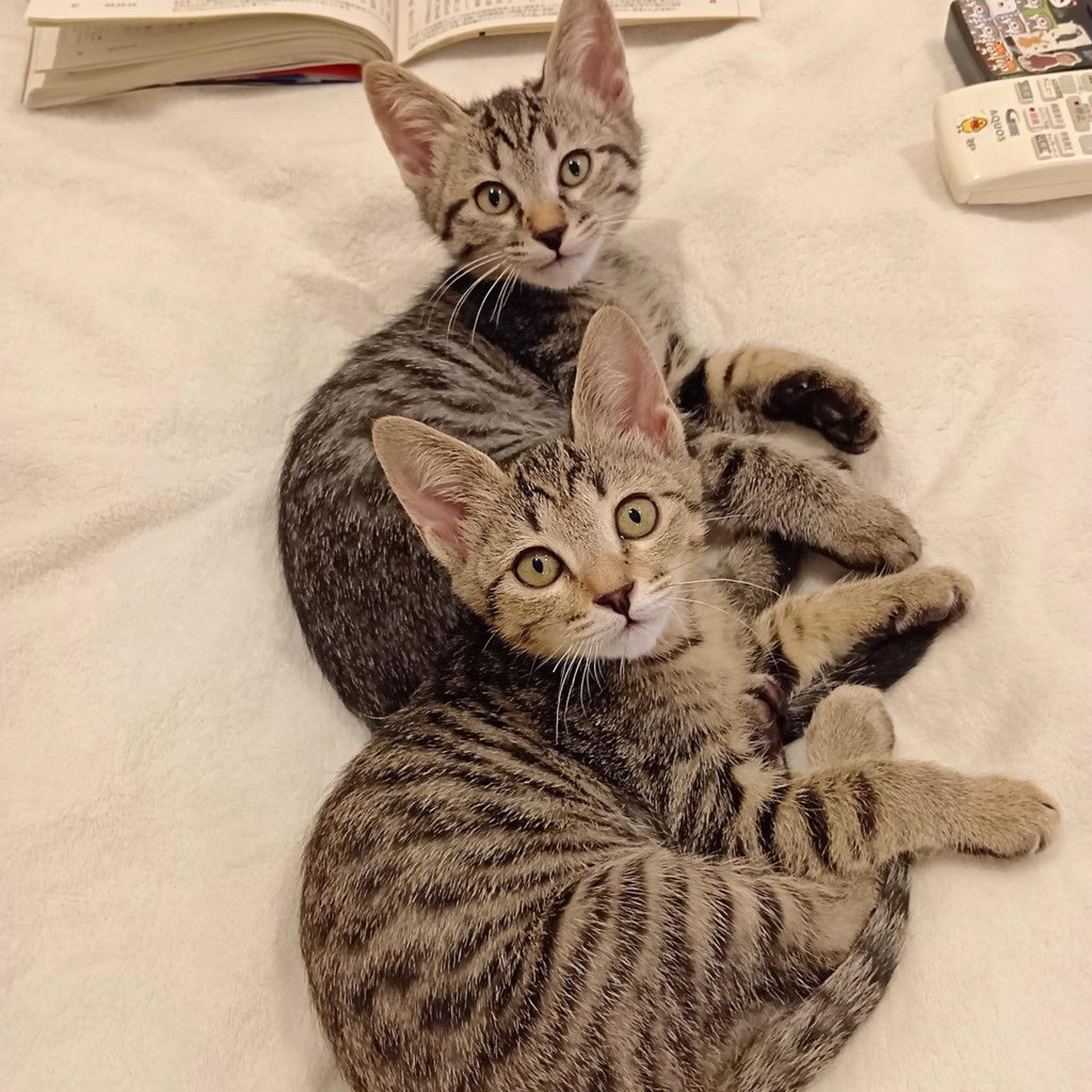 pet-image-2