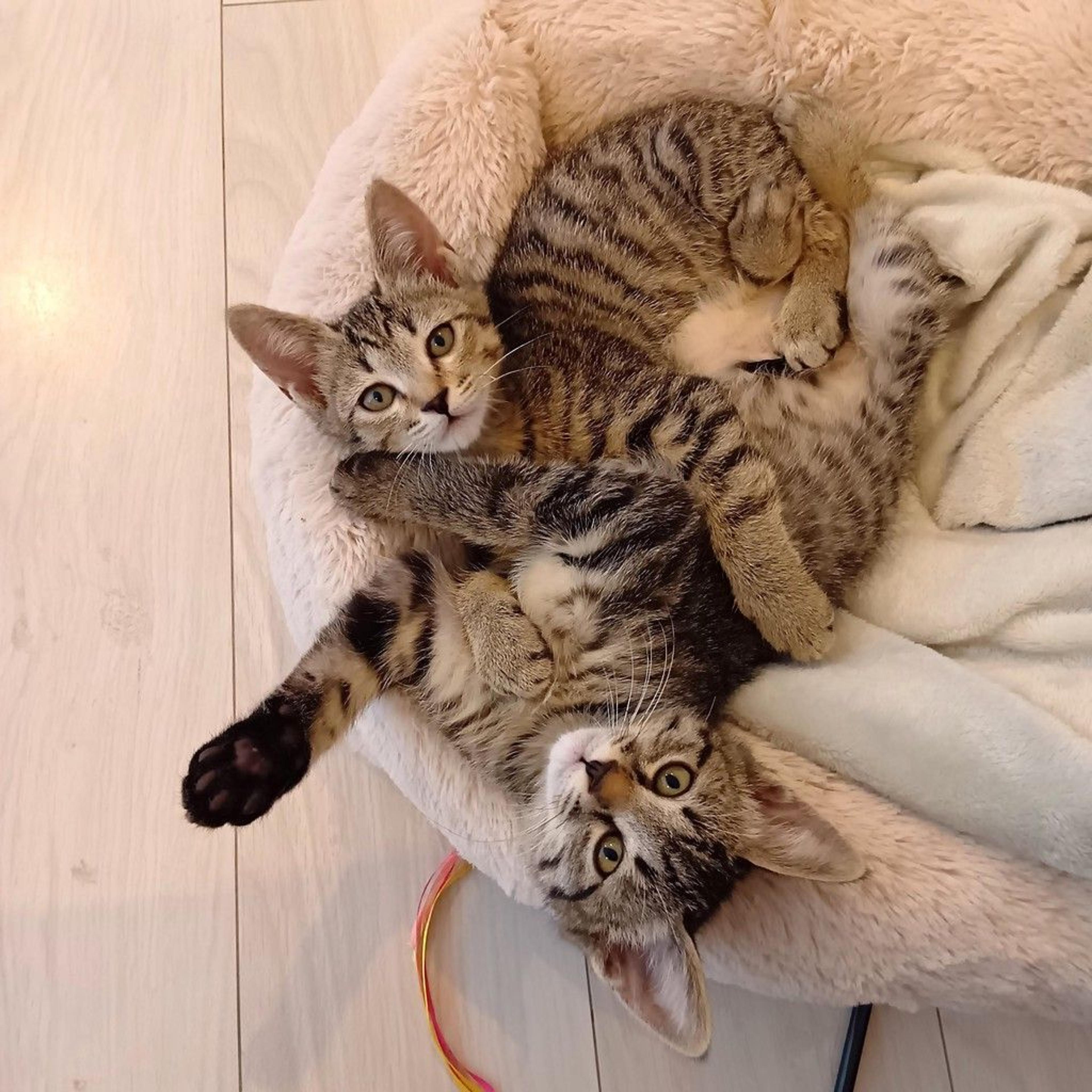 pet-image-3