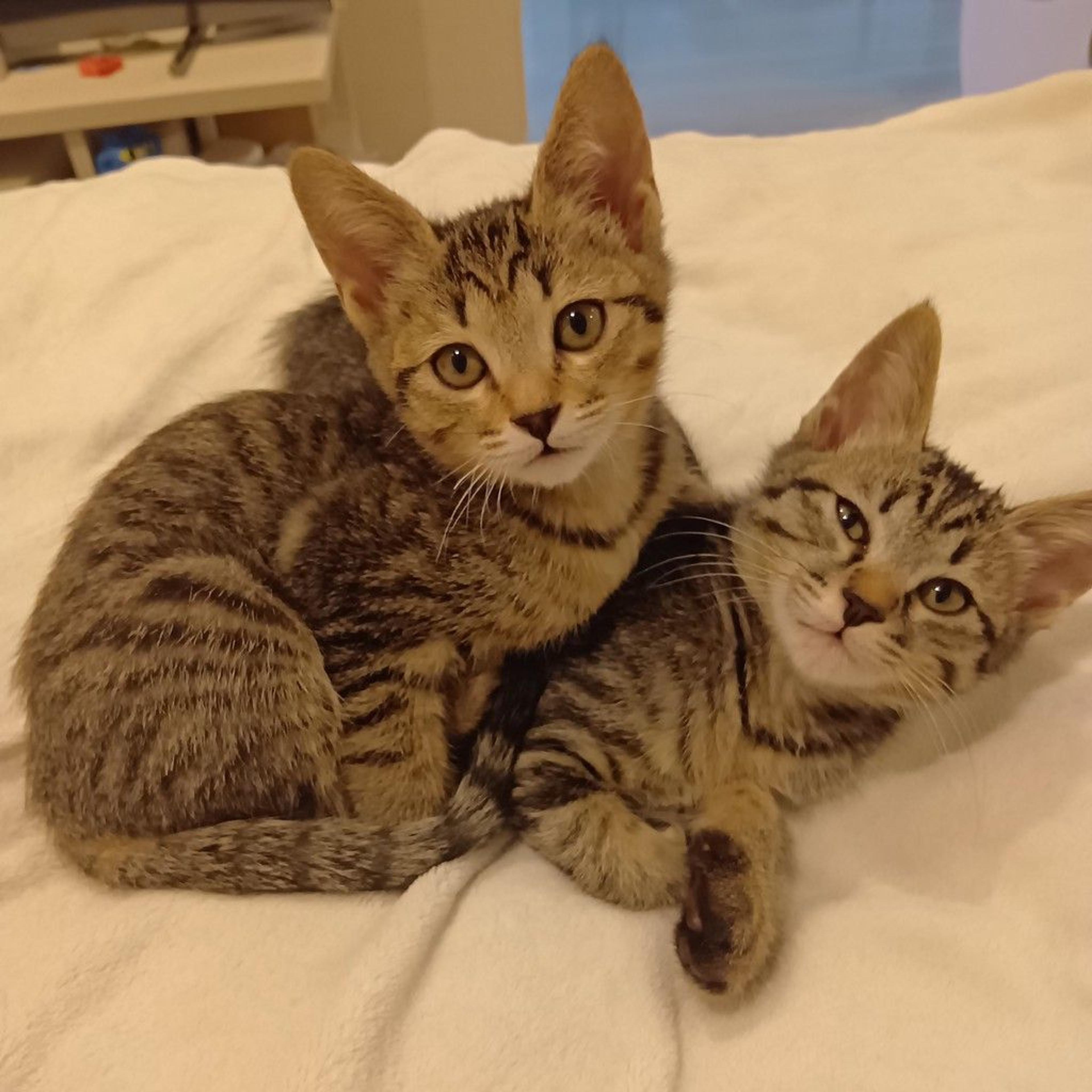 pet-image-4