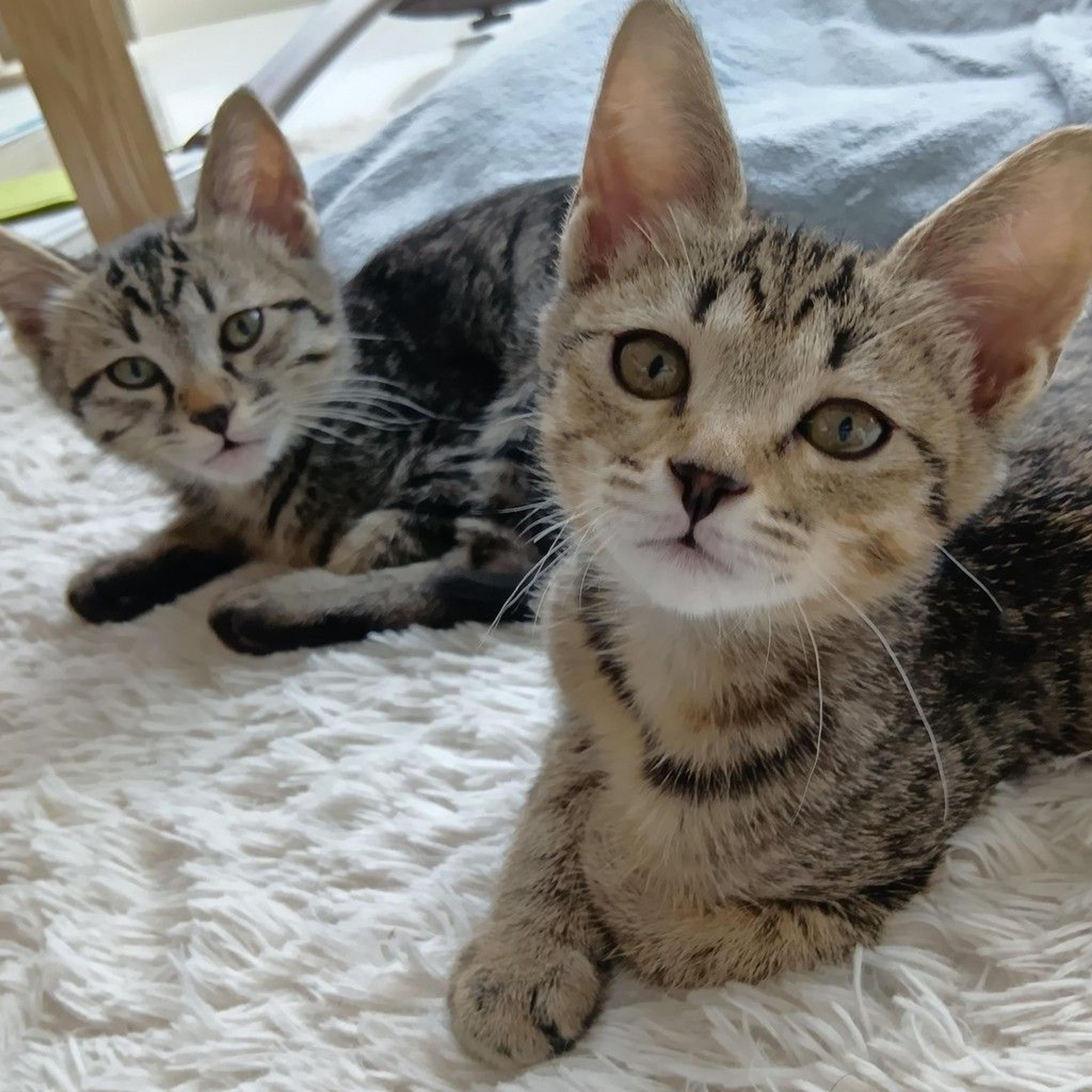 pet-image-5
