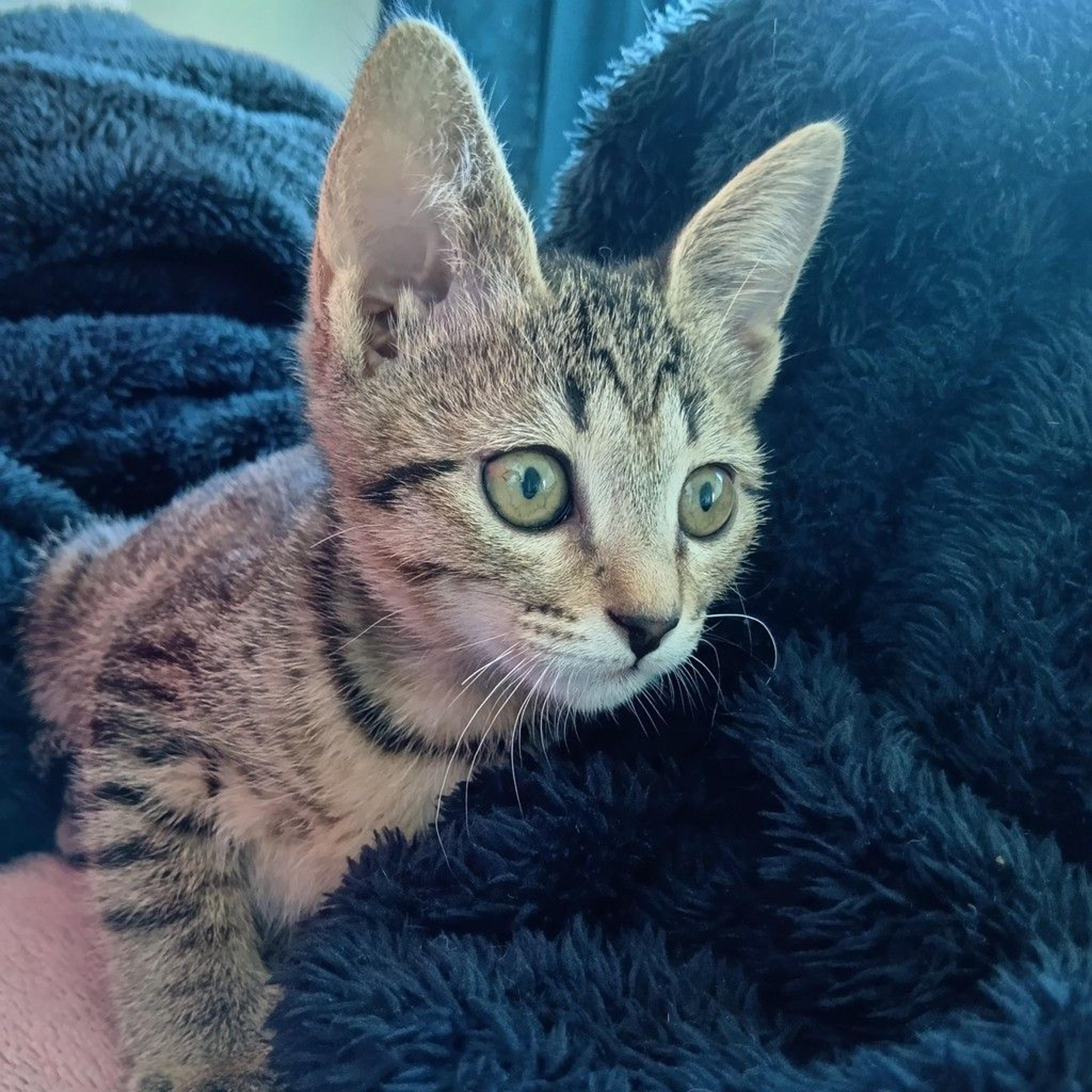 pet-image-7