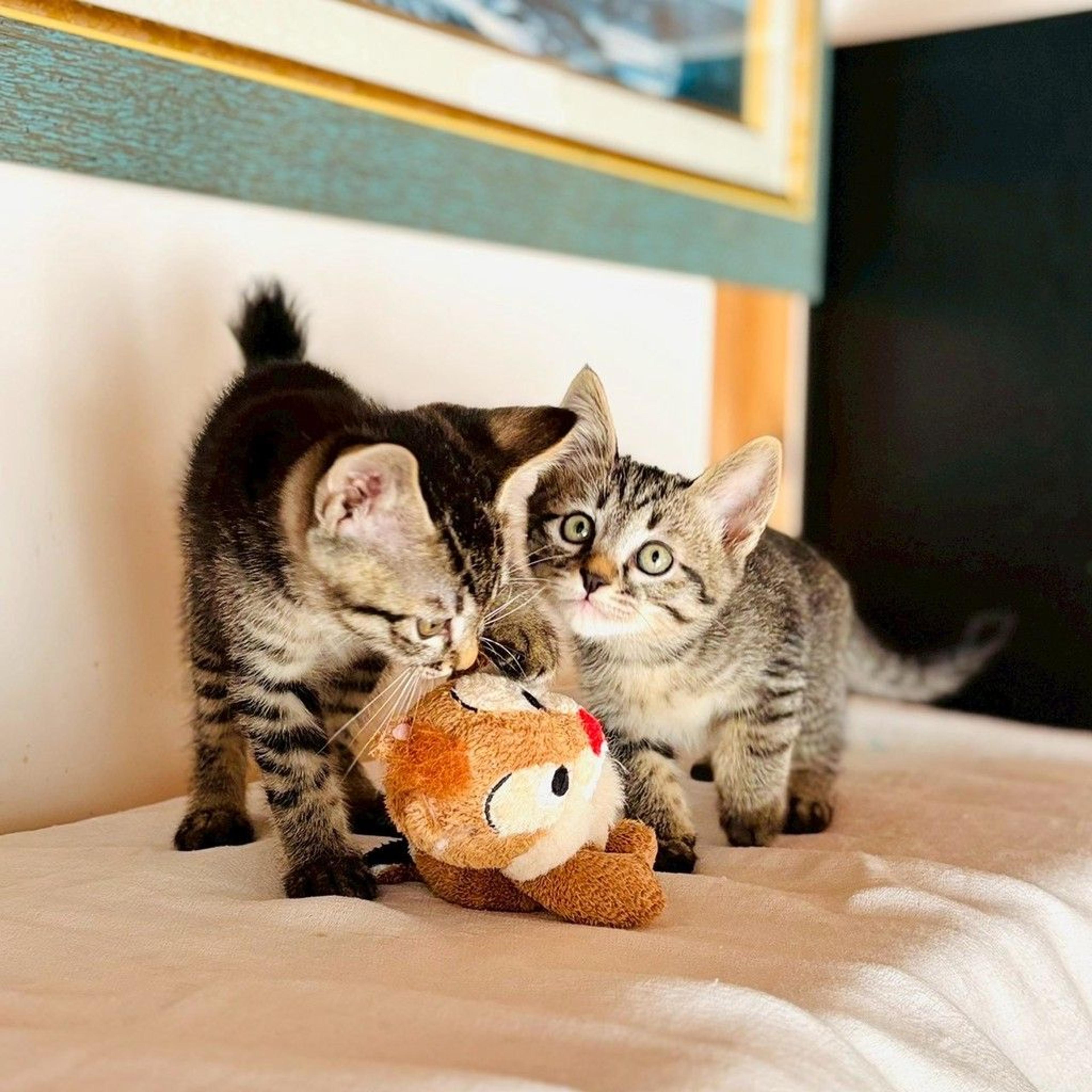 pet-image-8