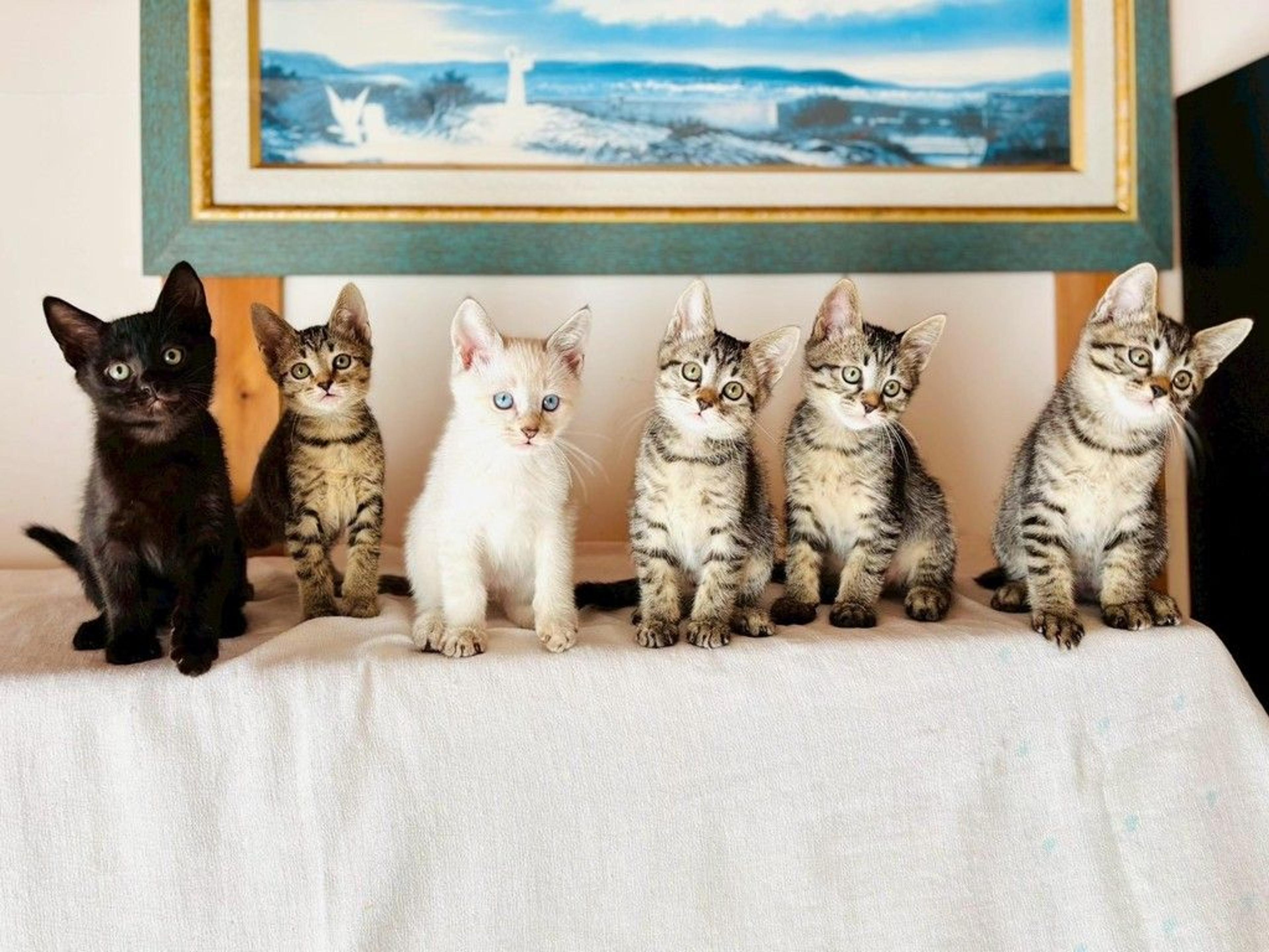 pet-image-9