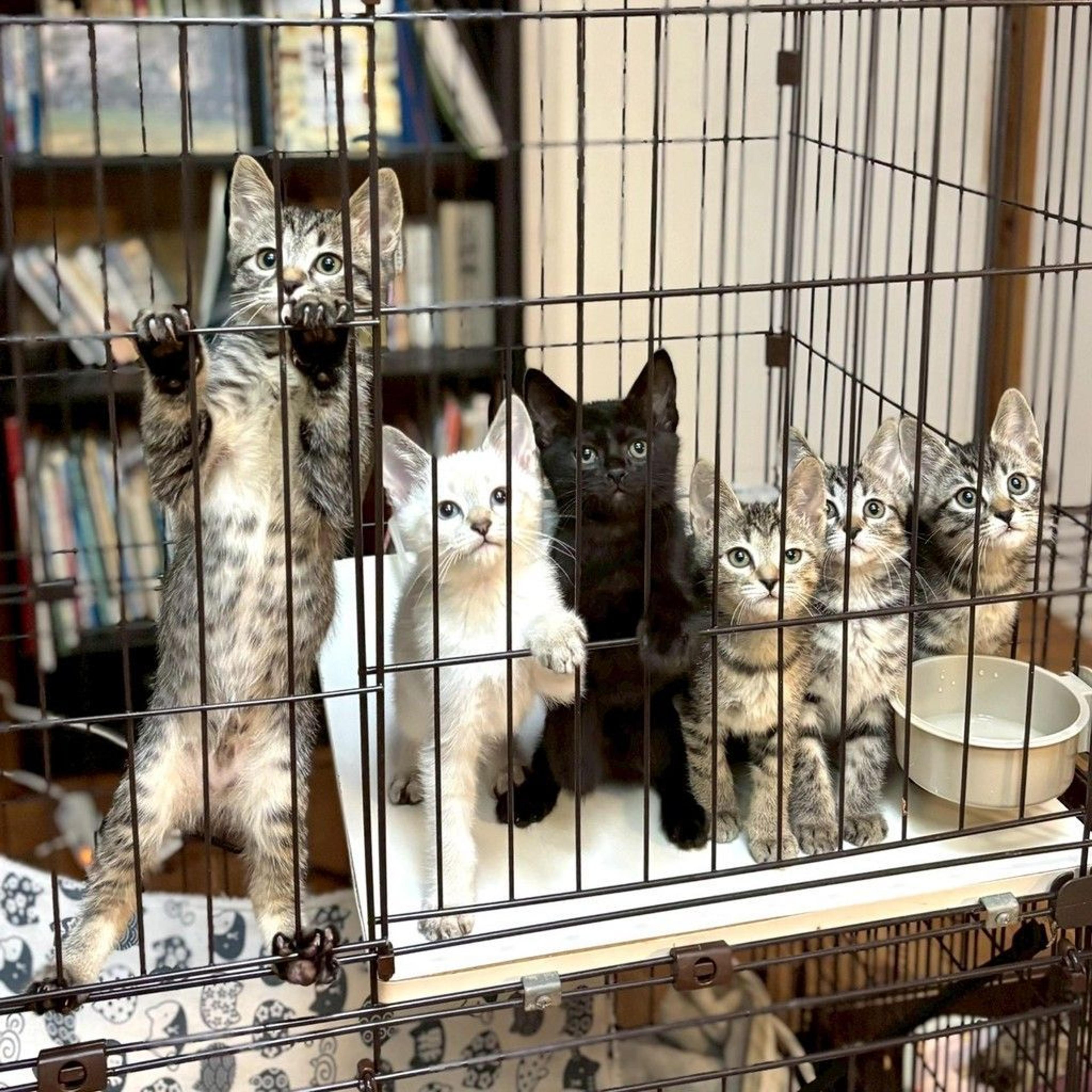 pet-image-10