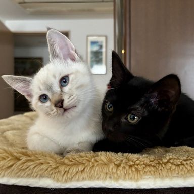 シャモン＆シャロン