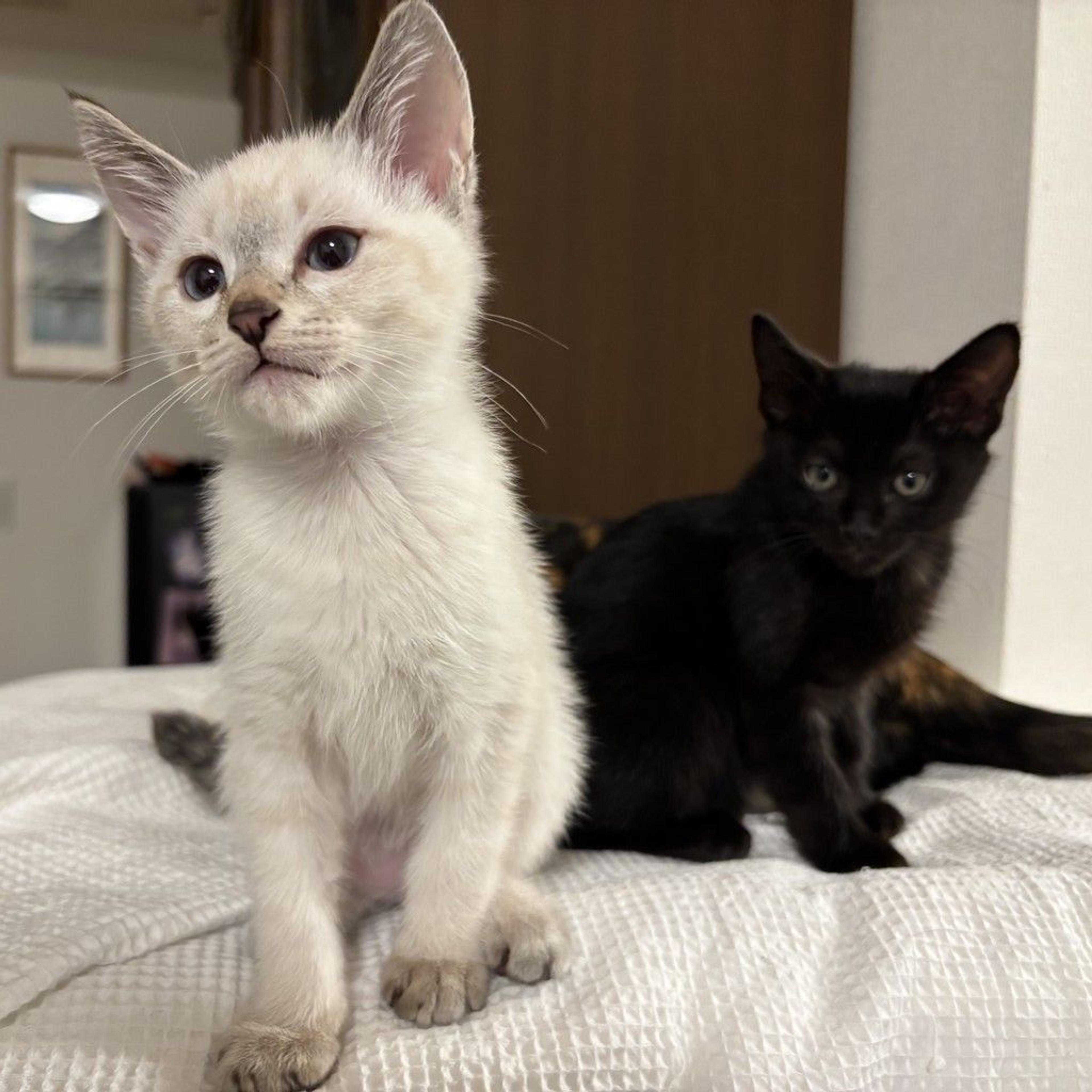pet-image-4