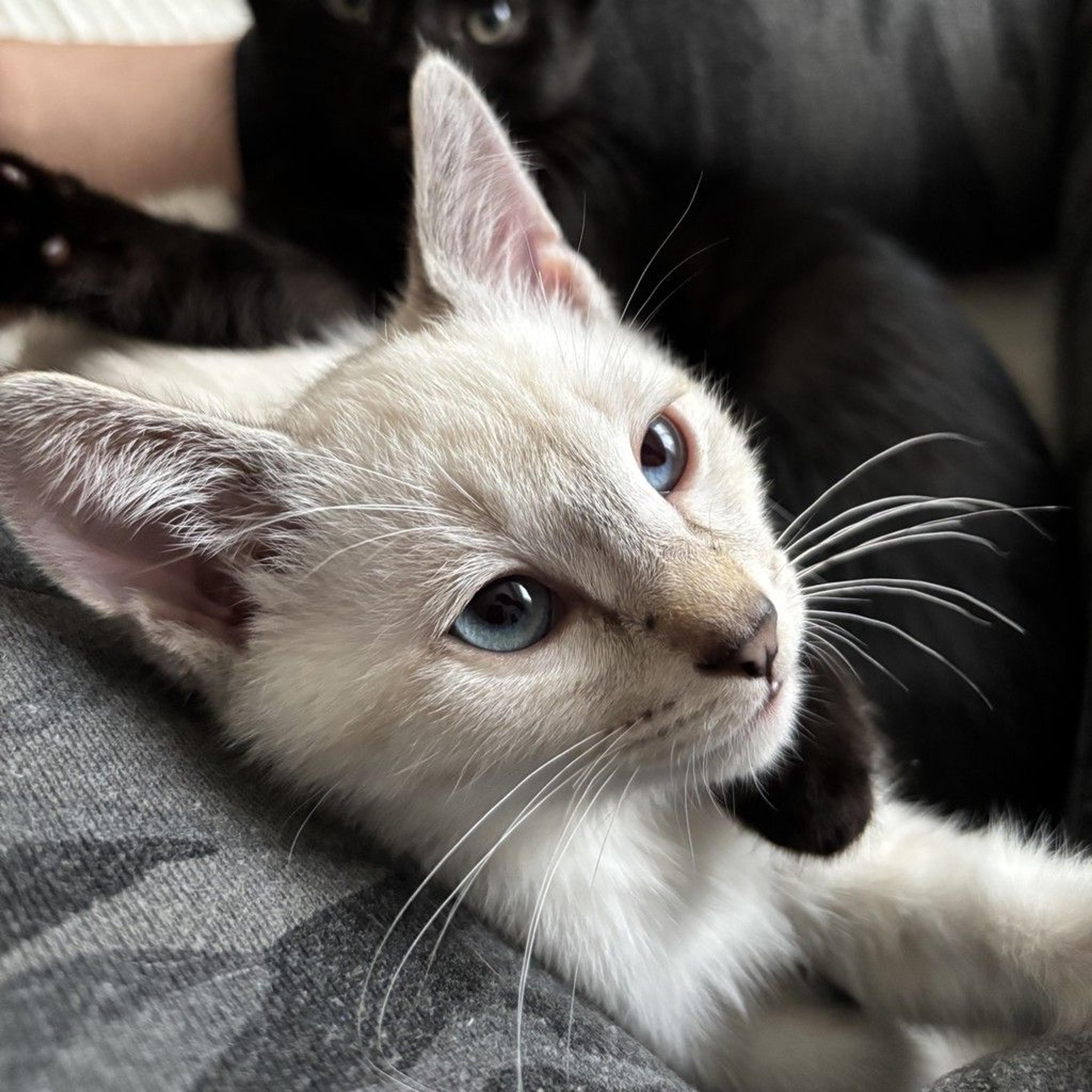 pet-image-5