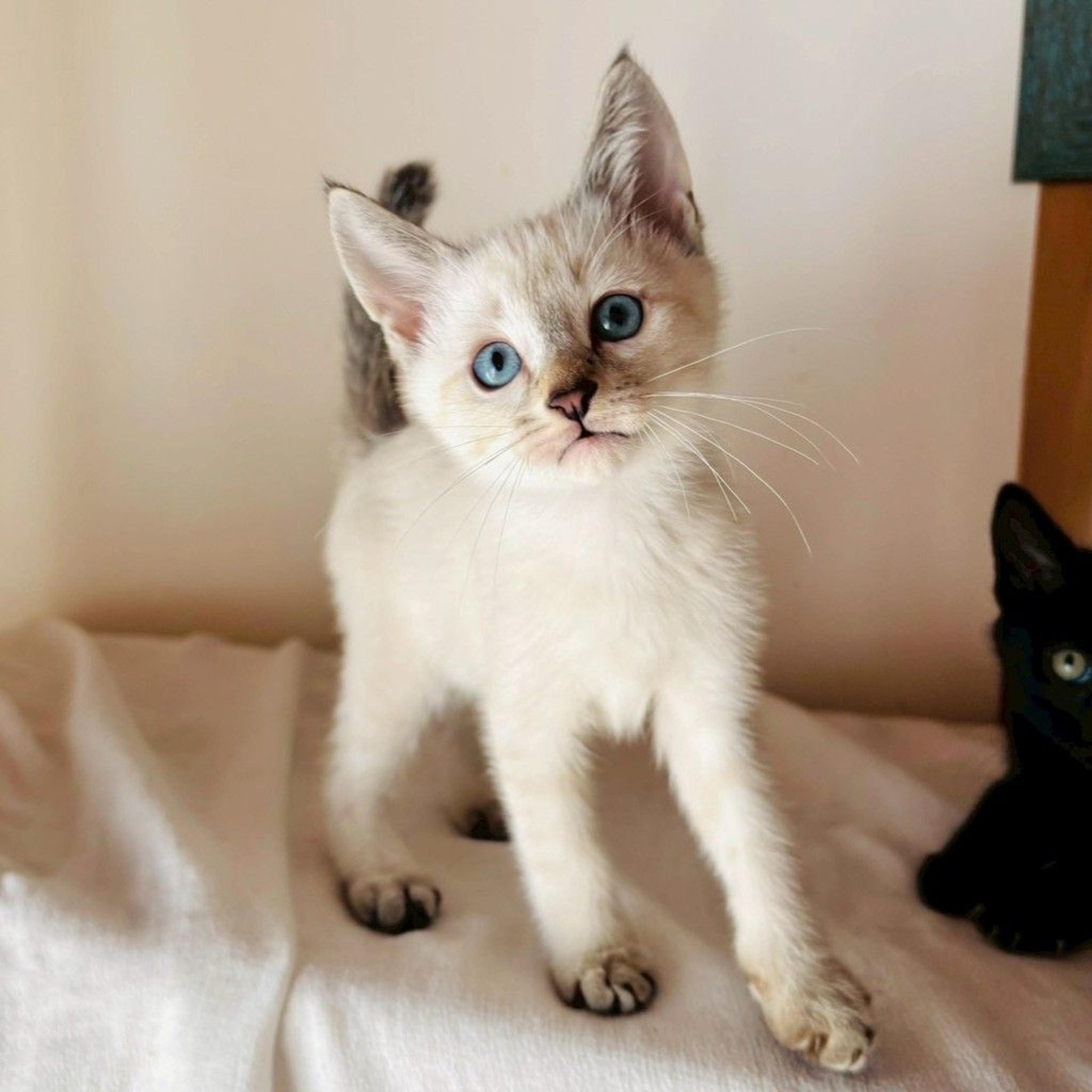 pet-image-7