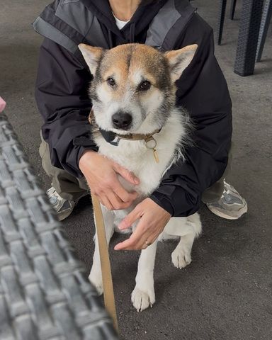 雑種（ミックス犬）・オスの里親募集の写真