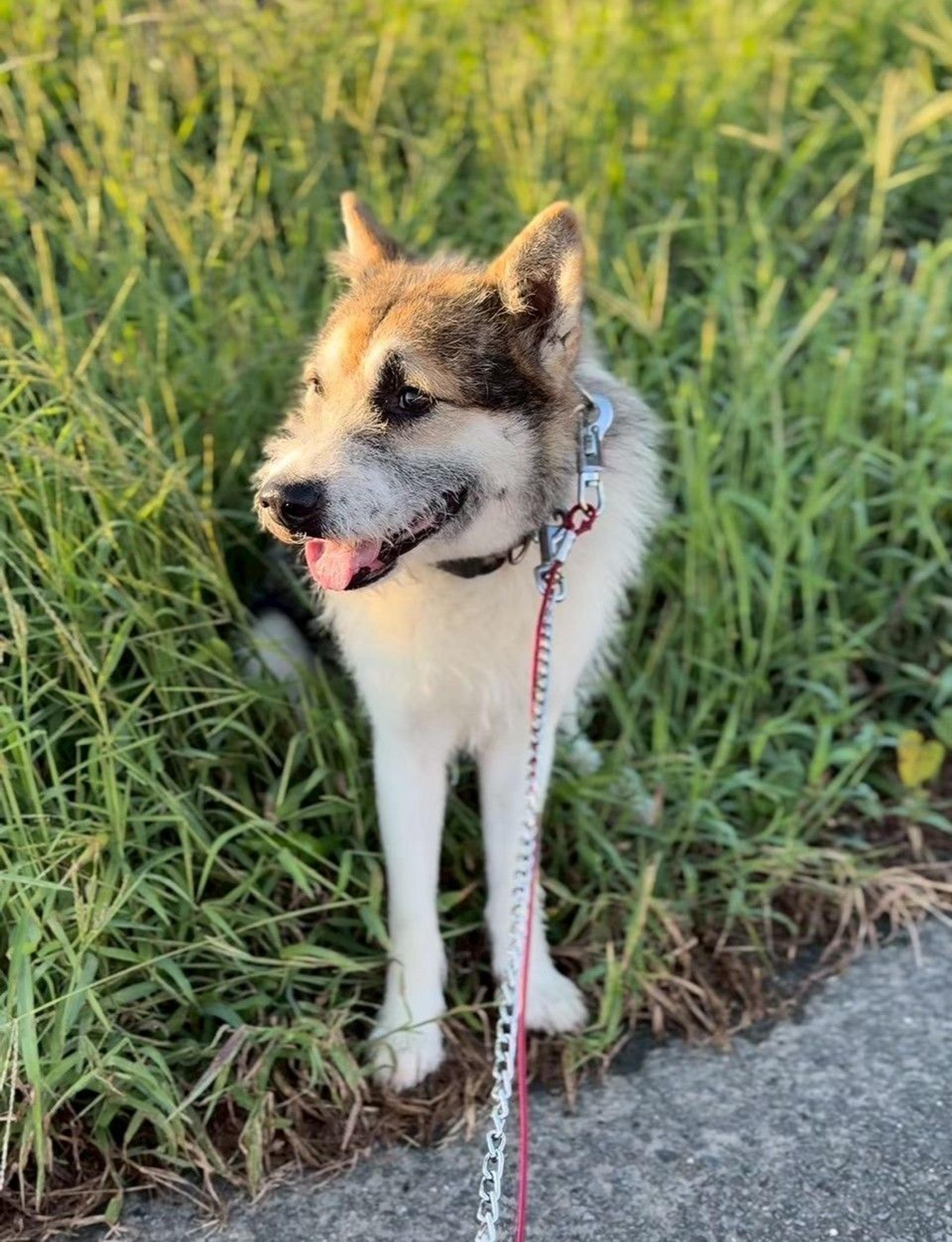 pet-image-3