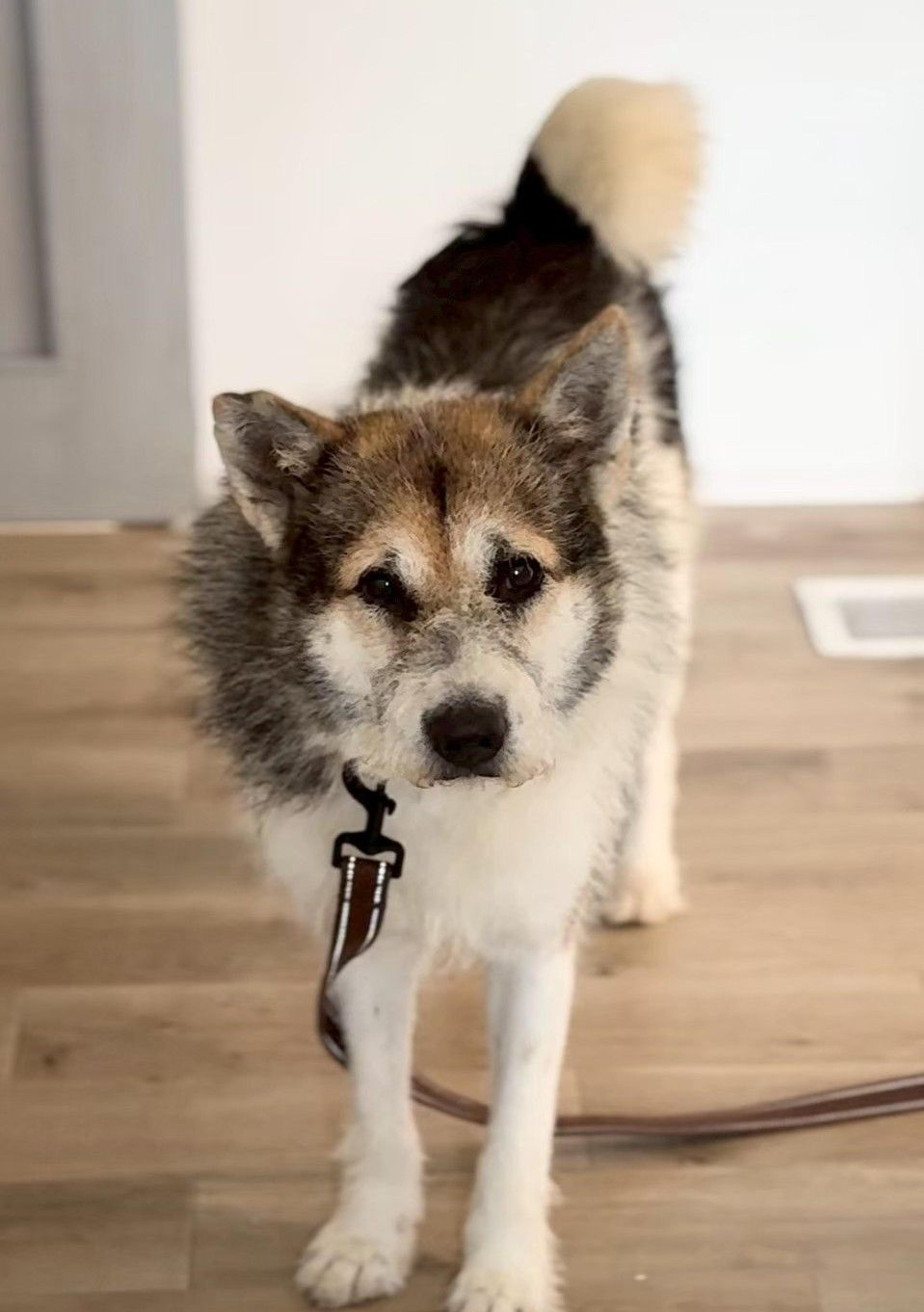 pet-image-5