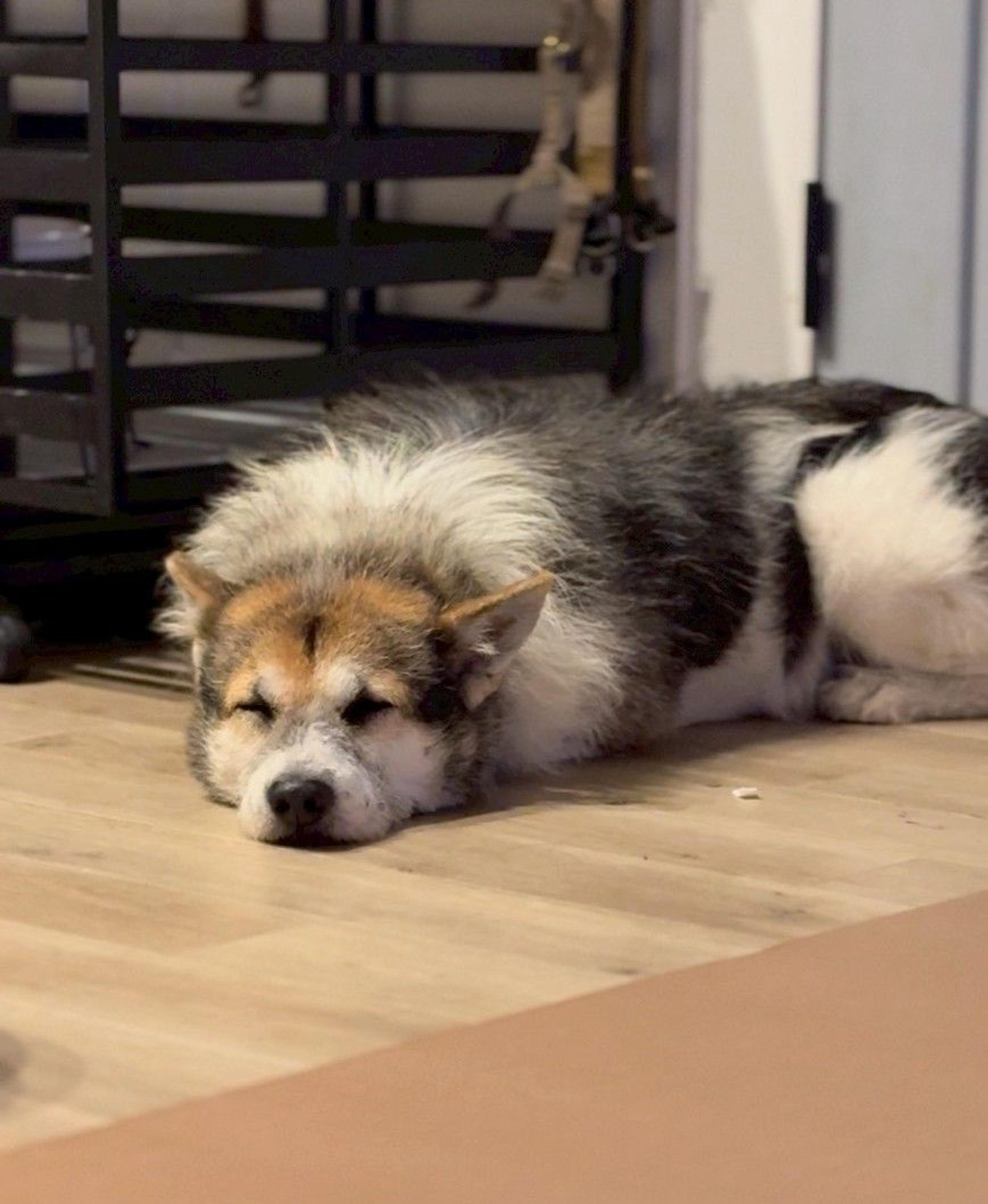 pet-image-6