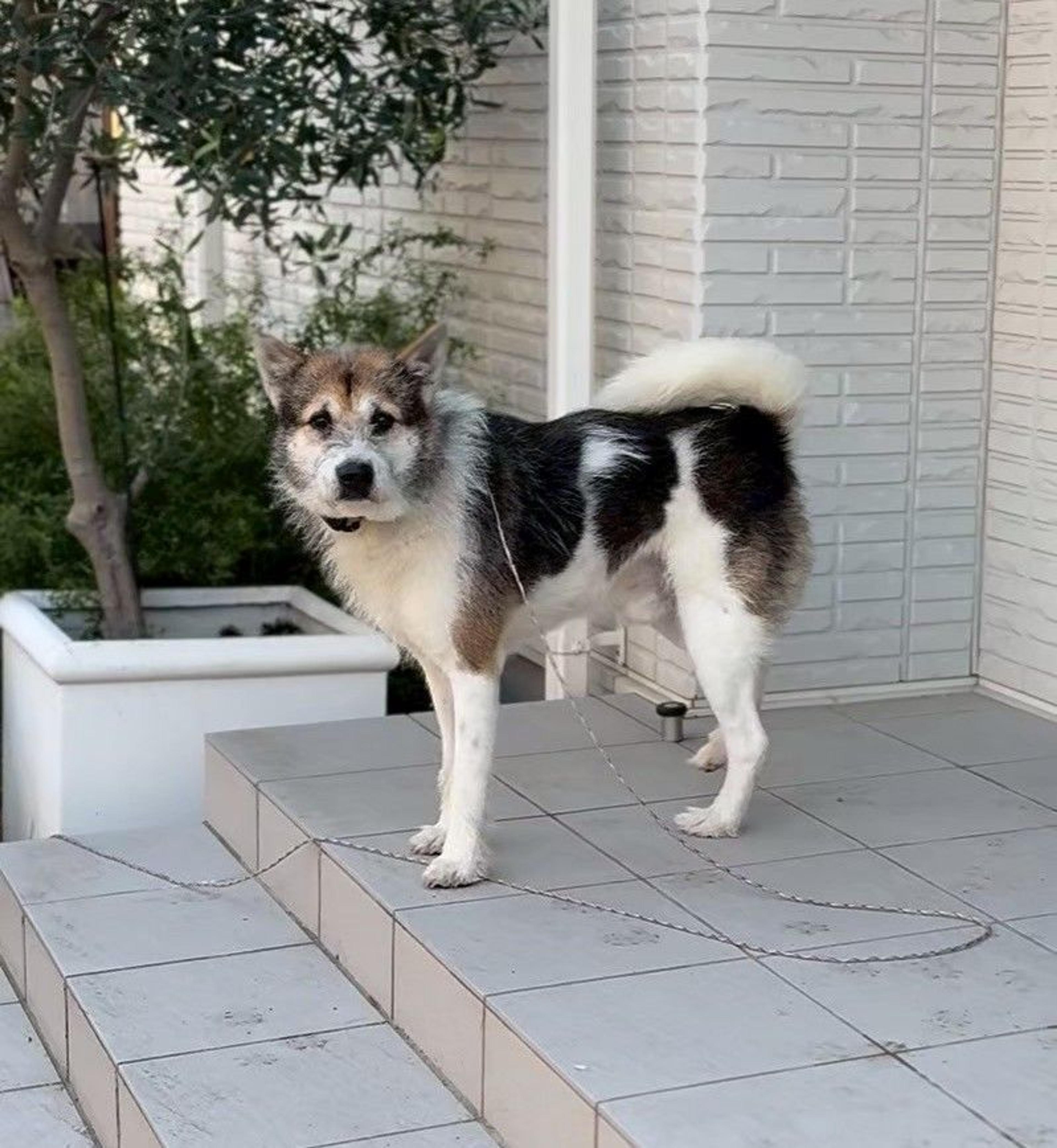 pet-image-7