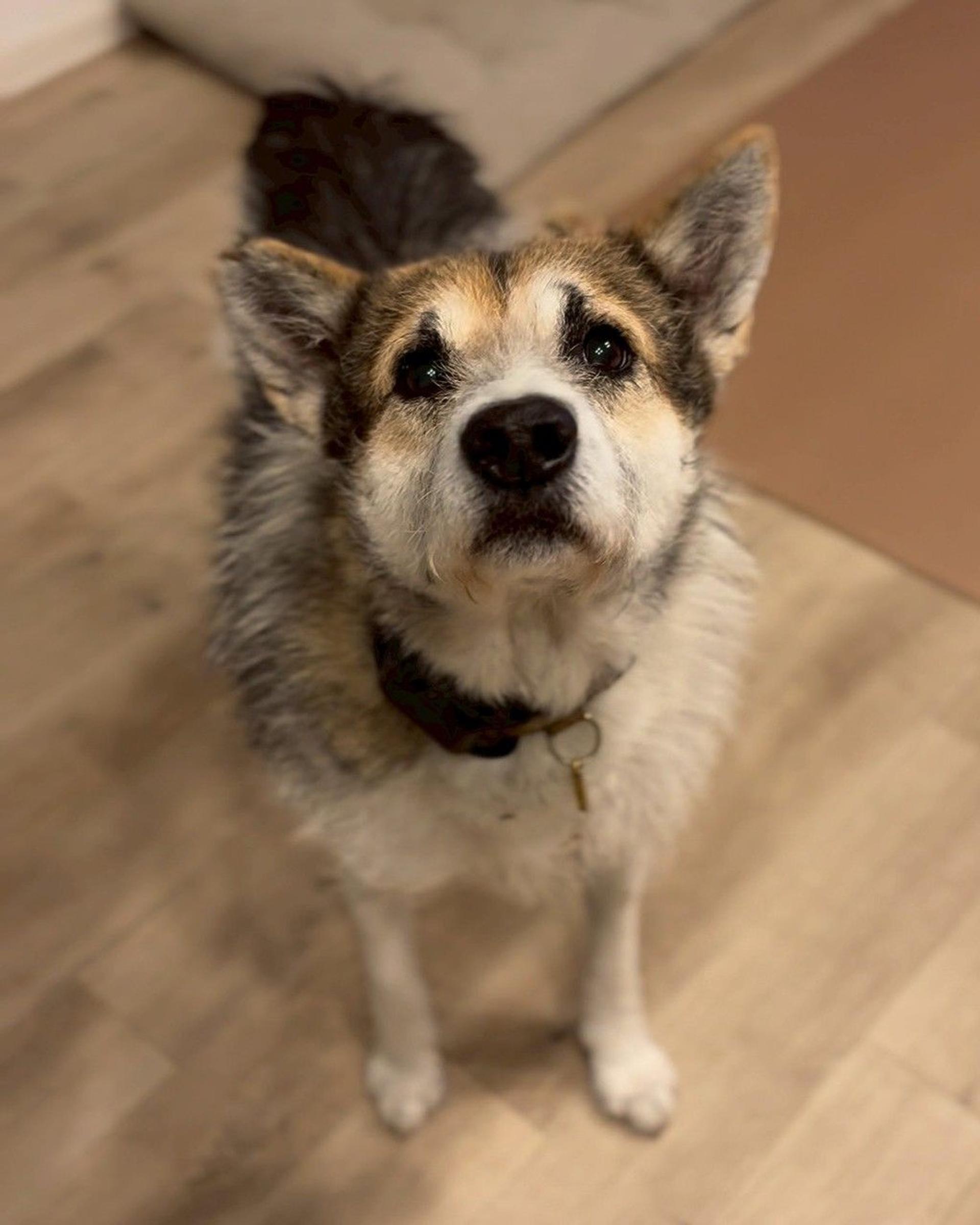 pet-image-8